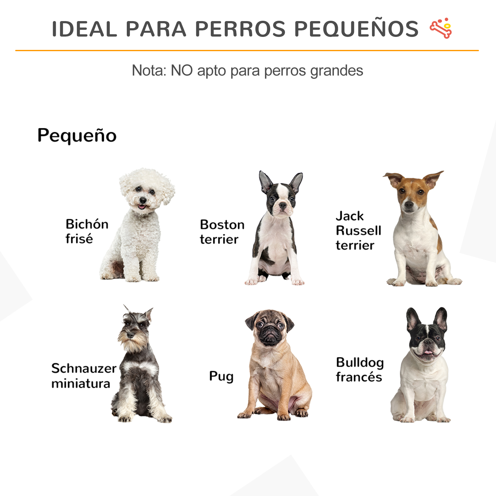 Imagen con varias razas de perros pequeños: Bichón Frisé, Boston Terrier, Jack Russell, Schnauzer Miniatura, Pug, Bulldog Francés.