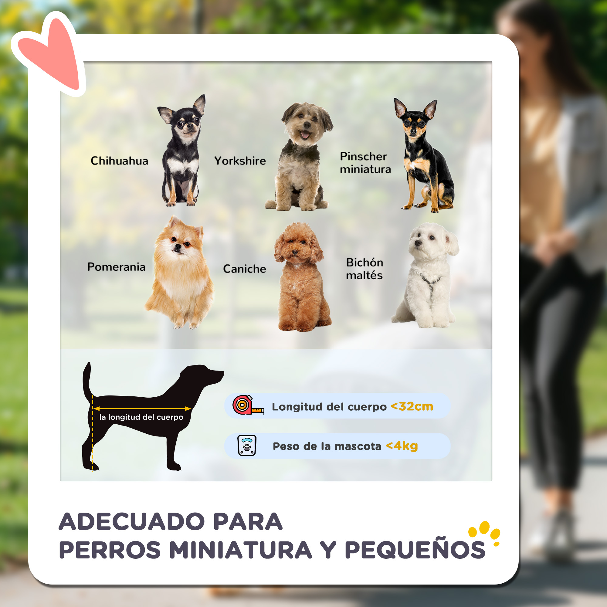 Razas de perros miniatura, incluyendo Chihuahua, Yorkshire, Pomerania y otros. El texto está en español.