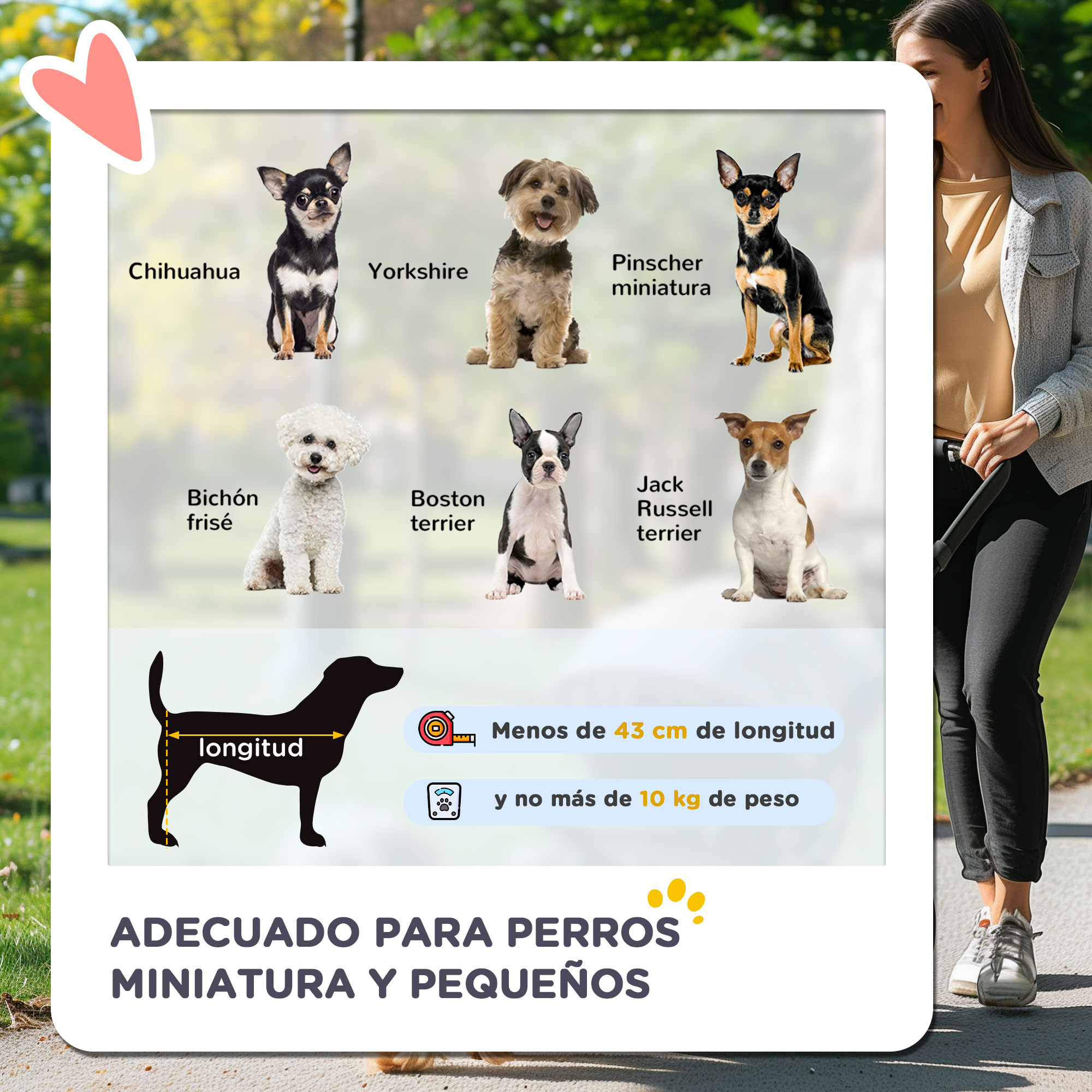 Mujer con perros: Chihuahua, Yorkshire, Pinscher, Bichon Frise, Boston Terrier, Jack Russell. Se muestran las medidas.