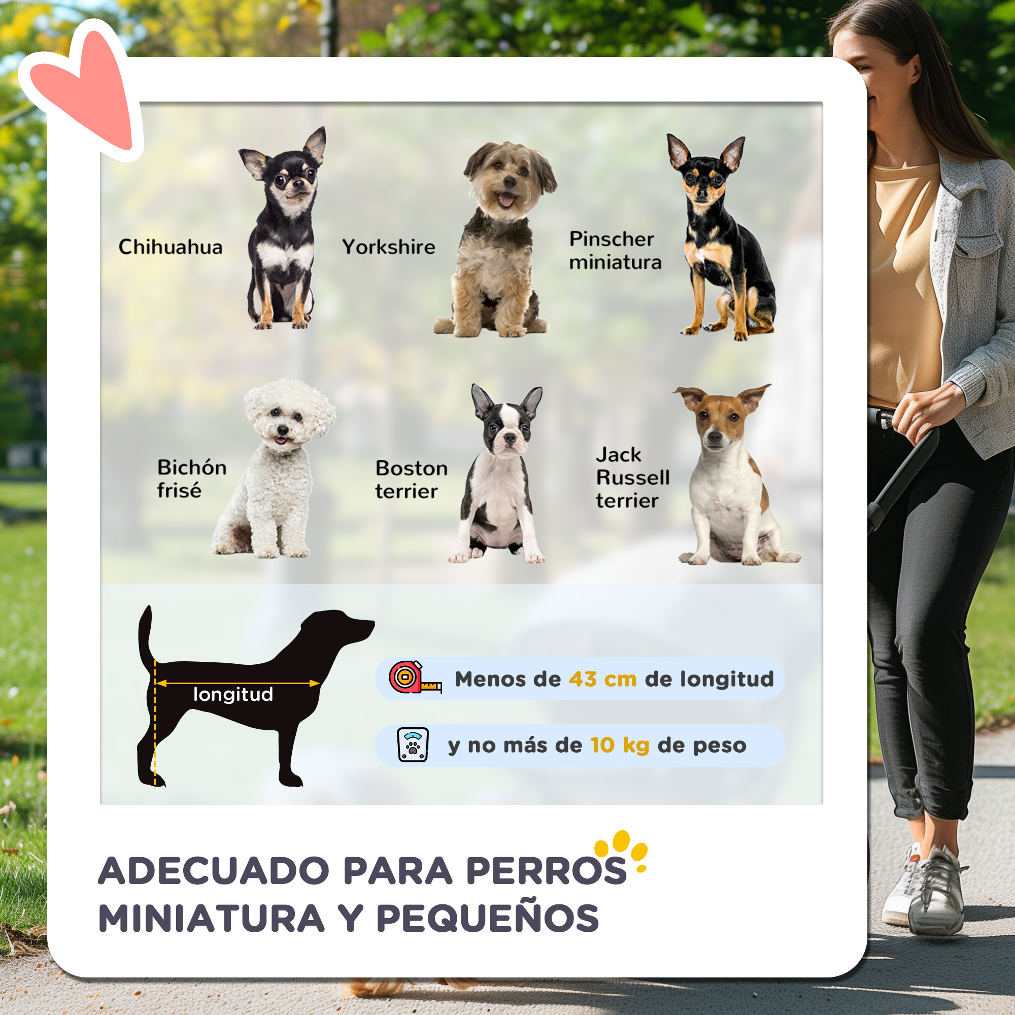 Diagrama de perros pequeños: Chihuahua, Yorkshire, Pinscher, Bichón Frisé, Boston Terrier, Jack Russell. Mujer con perro.