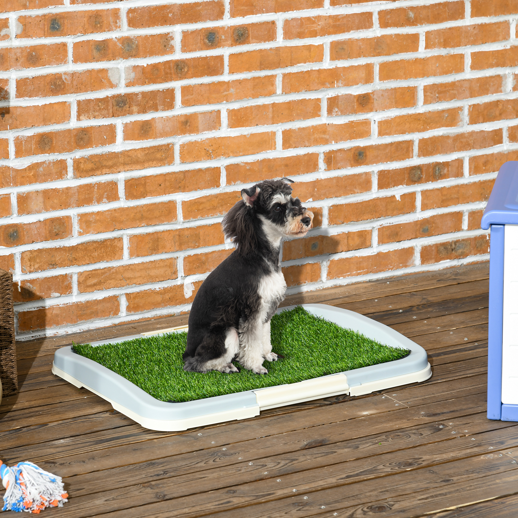 Perro pequeño sobre una almohadilla de césped artificial verde. Fondo de pared de ladrillo, caseta azul.