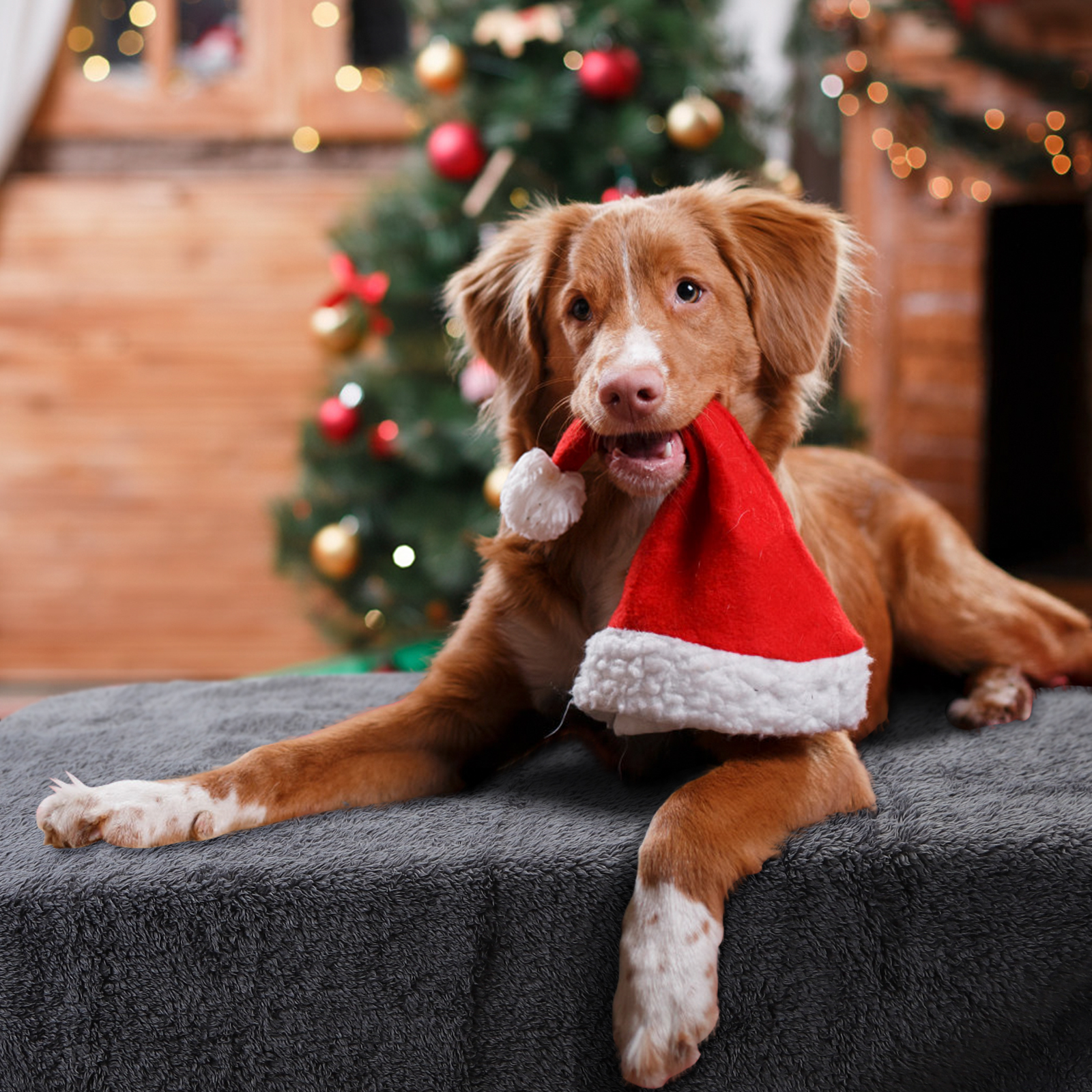 Un perro con un gorro de Papá Noel en la boca, acostado sobre una superficie gris cerca de un árbol de Navidad.