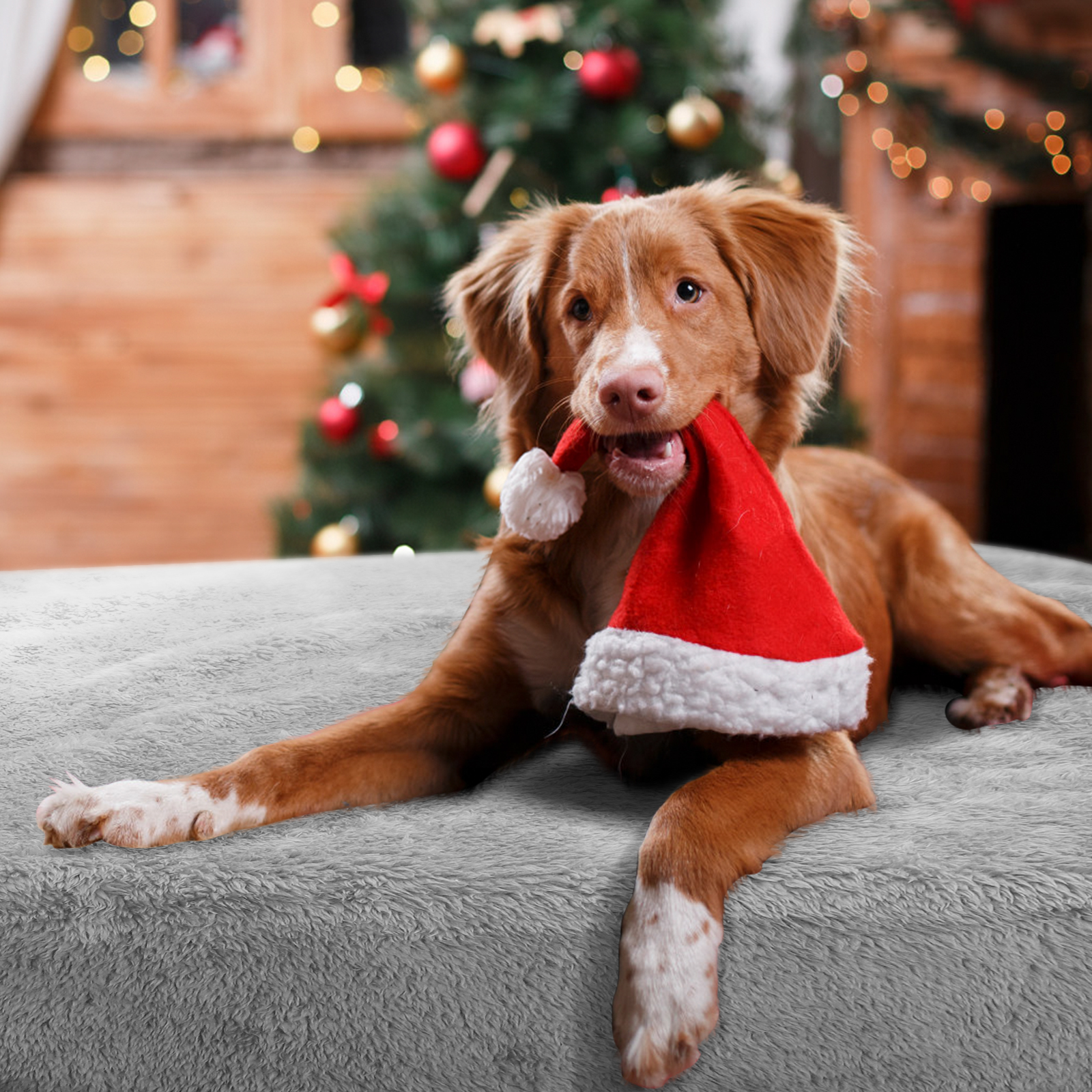 Un perro sostiene un gorro de Papá Noel en la boca mientras está acostado en una cama gris, con un árbol de Navidad al fondo.