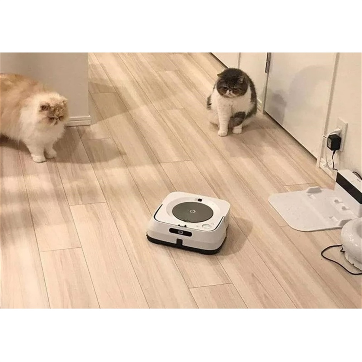 Zwei Katzen und ein Roboter-Staubsauger. Eine Katze ist weiß-beige, die andere grau-weiß.