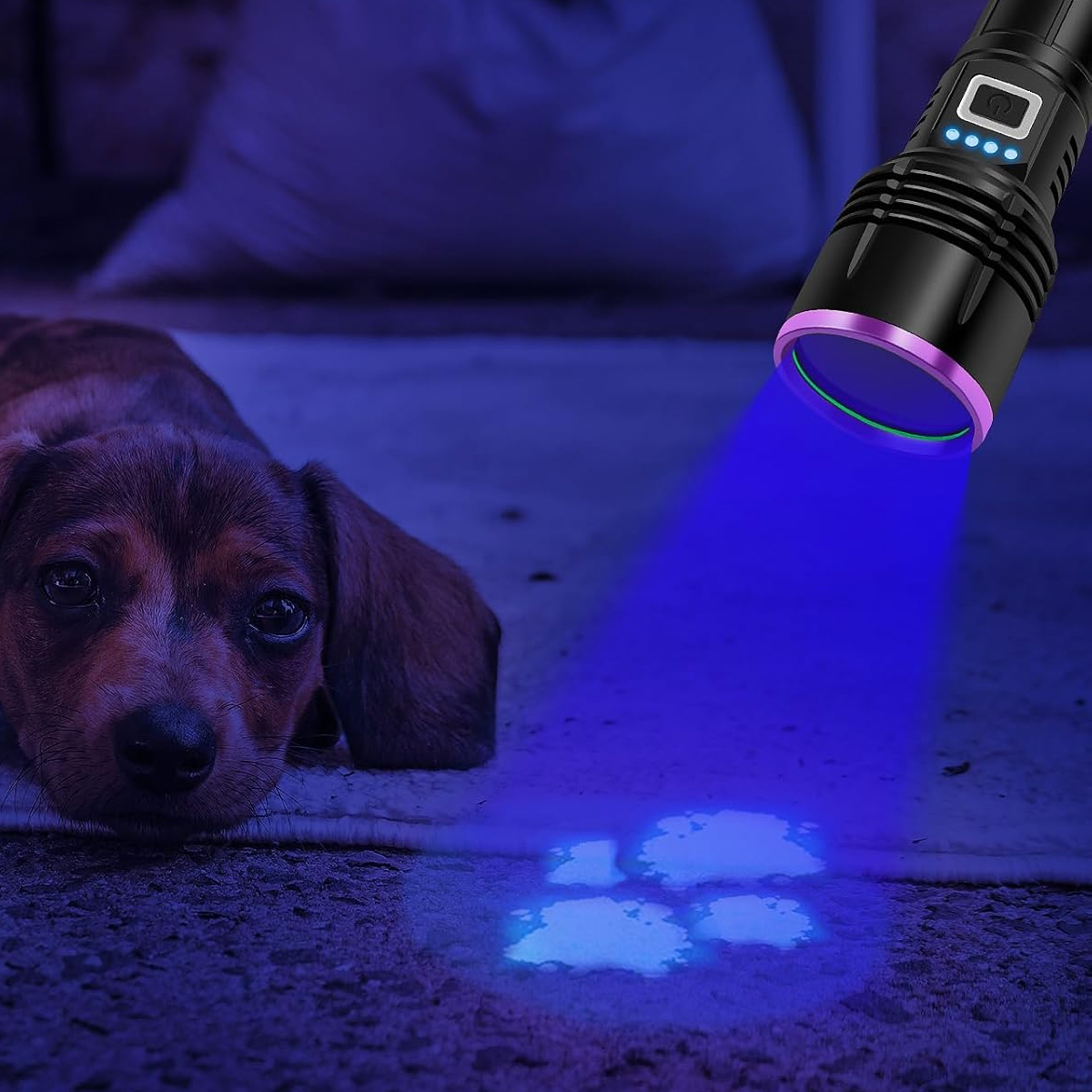 Ein kleiner Hund blickt zum Betrachter. Eine schwarze Taschenlampe leuchtet blau und beleuchtet Pfotenabdrücke auf dem Boden.