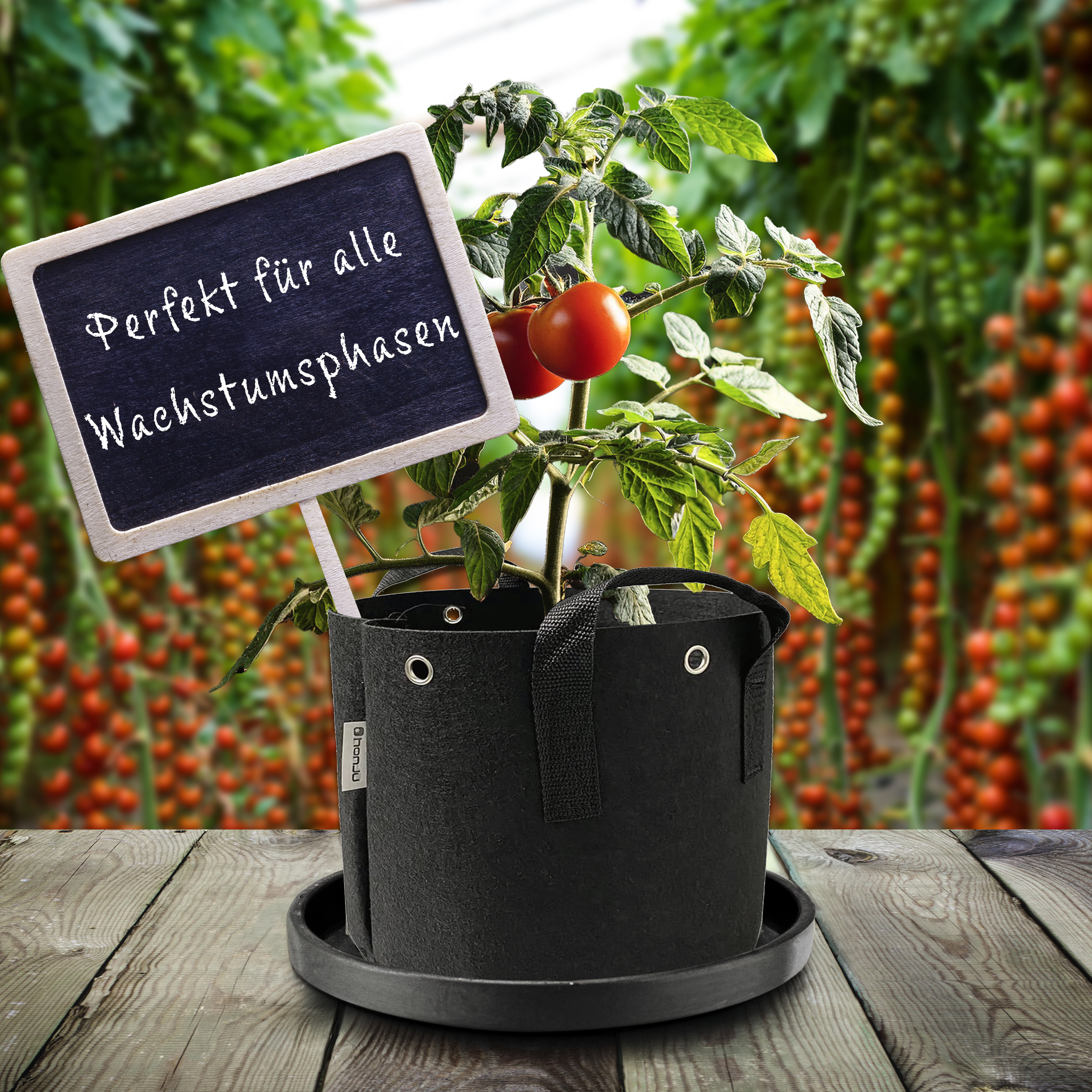 Tomatenpflanze in schwarzem Topf mit Schild, auf Holztisch mit Tomatenpflanzen im Hintergrund.