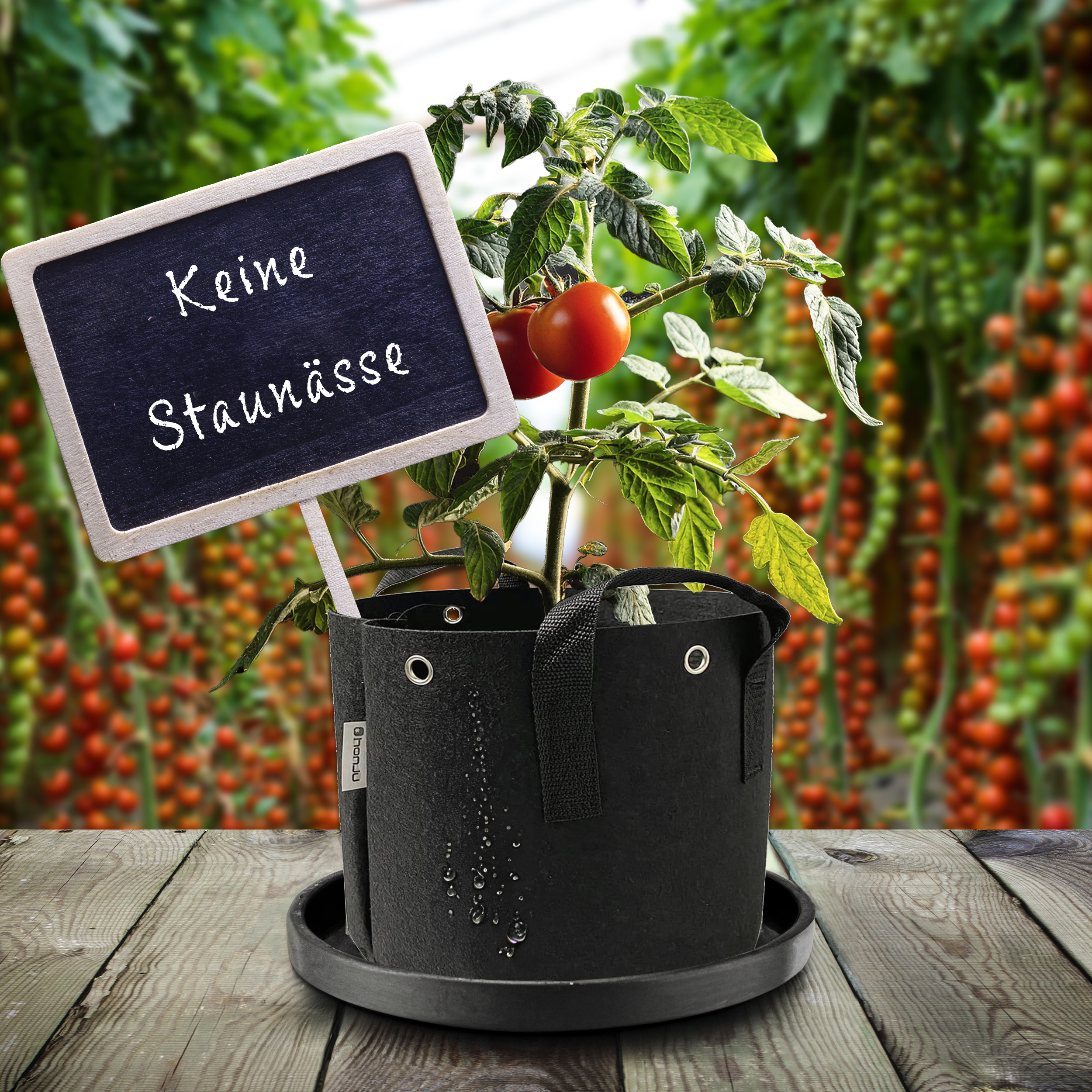 Eine Tomatenpflanze in einem schwarzen Topf mit Schild auf Holztisch.