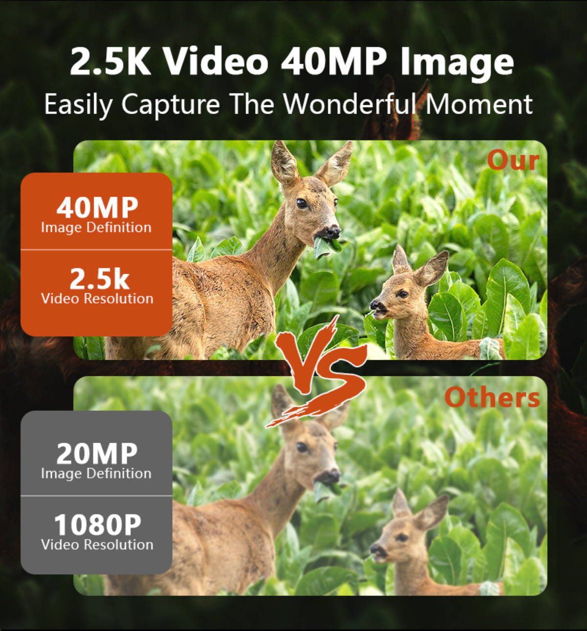 Hirsche auf einem Feld, ein Vergleich von Bilddefinition und Videoauflösung.