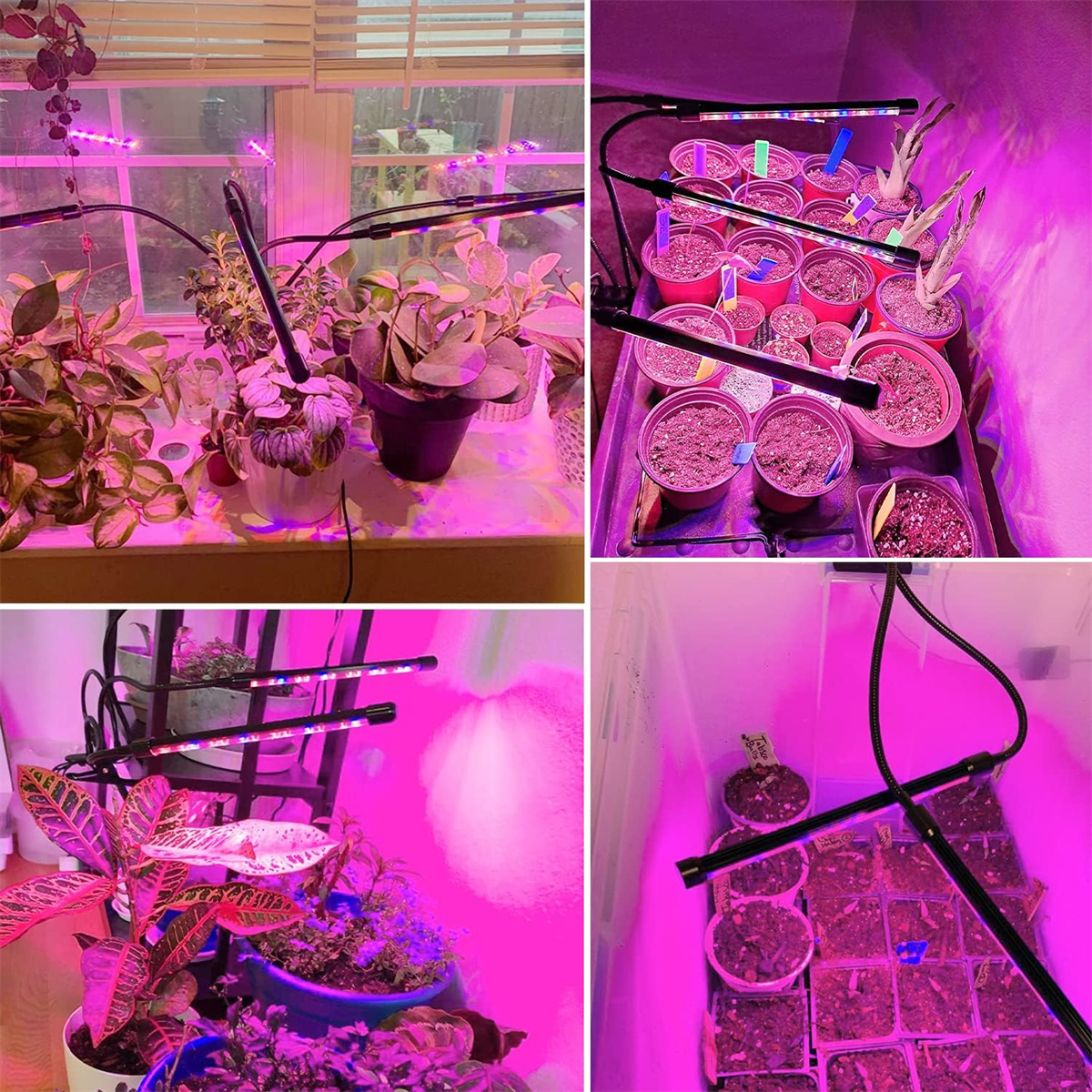 Vier Bilder mit wachsenden Pflanzen unter rosa LED-Wachstumslampen.