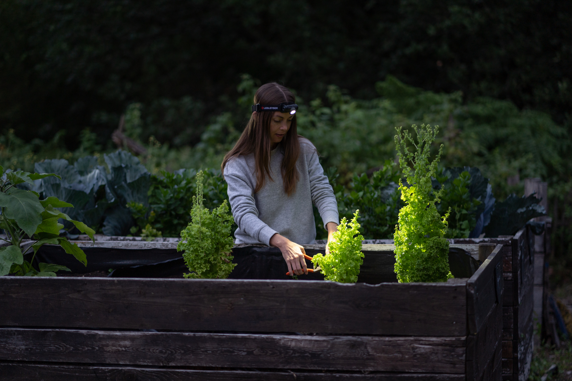 Frau beim Gärtnern, mit Stirnlampe, pflegt Salat in erhöhtem Gartenbeet.