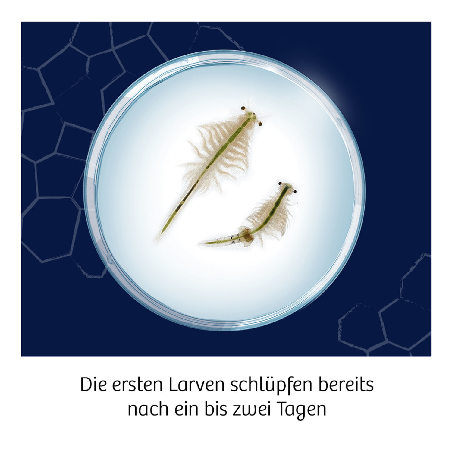 Mikroskopische Ansicht von zwei Salzkrebsen in einer Petrischale. Text unten auf Deutsch.