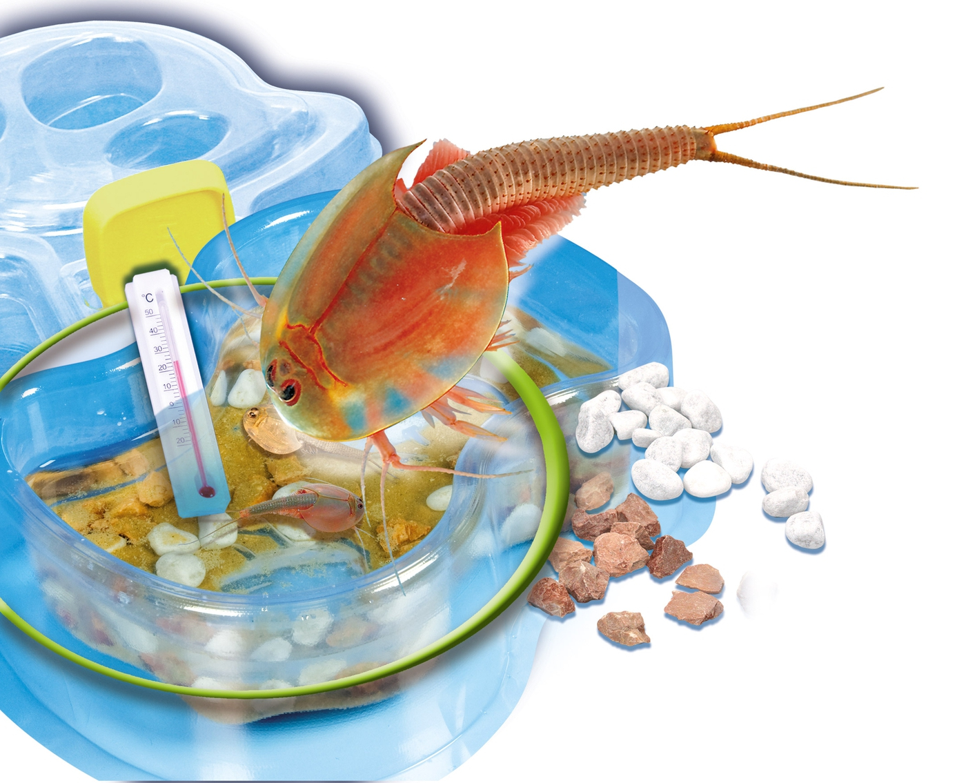 Triops w zbiorniku z termometrem. Są kamienie i jedzenie. Tło jest białe.