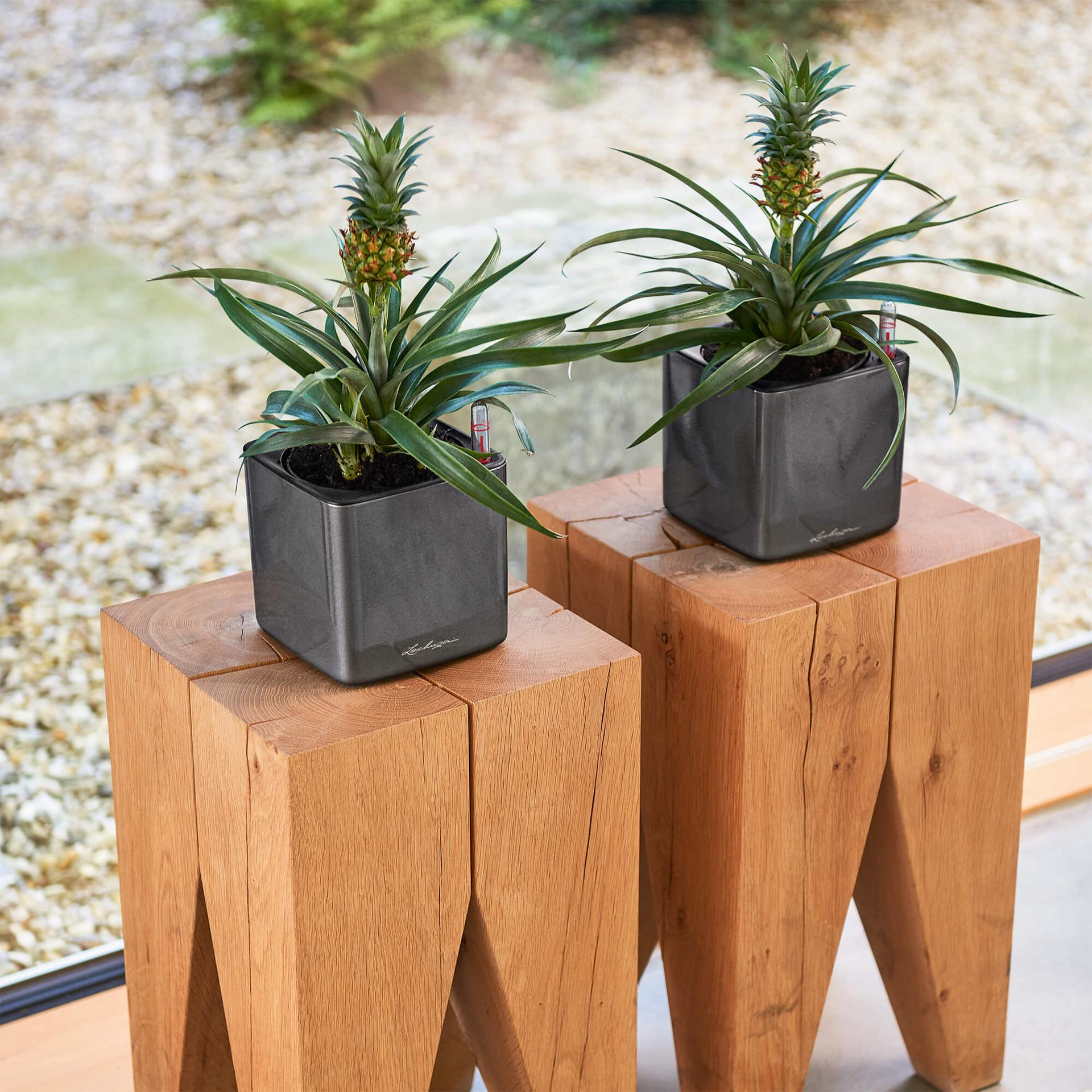Due piante di ananas in vasi grigi su sgabelli di legno.