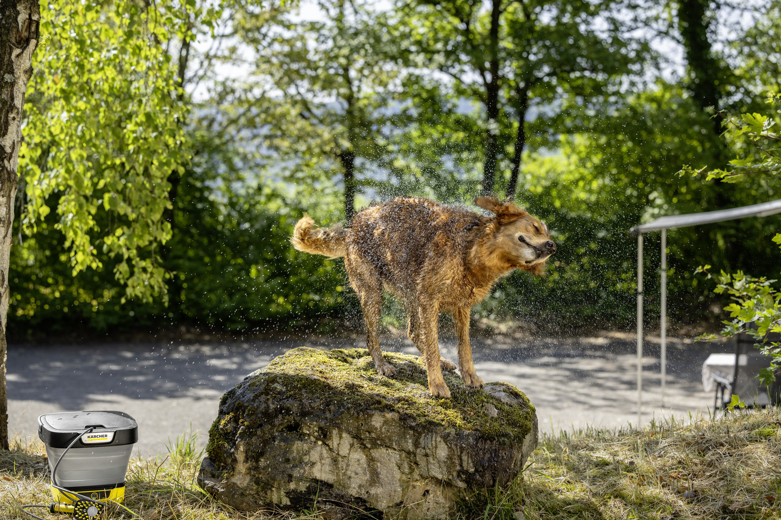 Mokry brązowy pies strząsa wodę, stojąc na skale. W tle zielone drzewa i trawa.