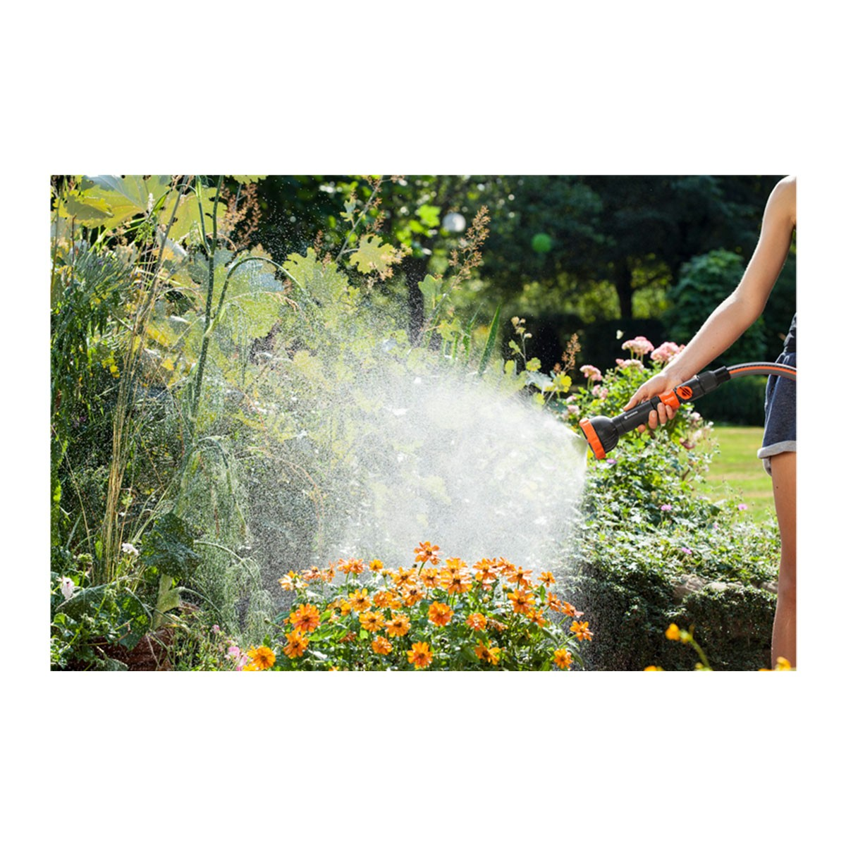 Una persona spruzza acqua da un tubo su fiori arancioni in un giardino.