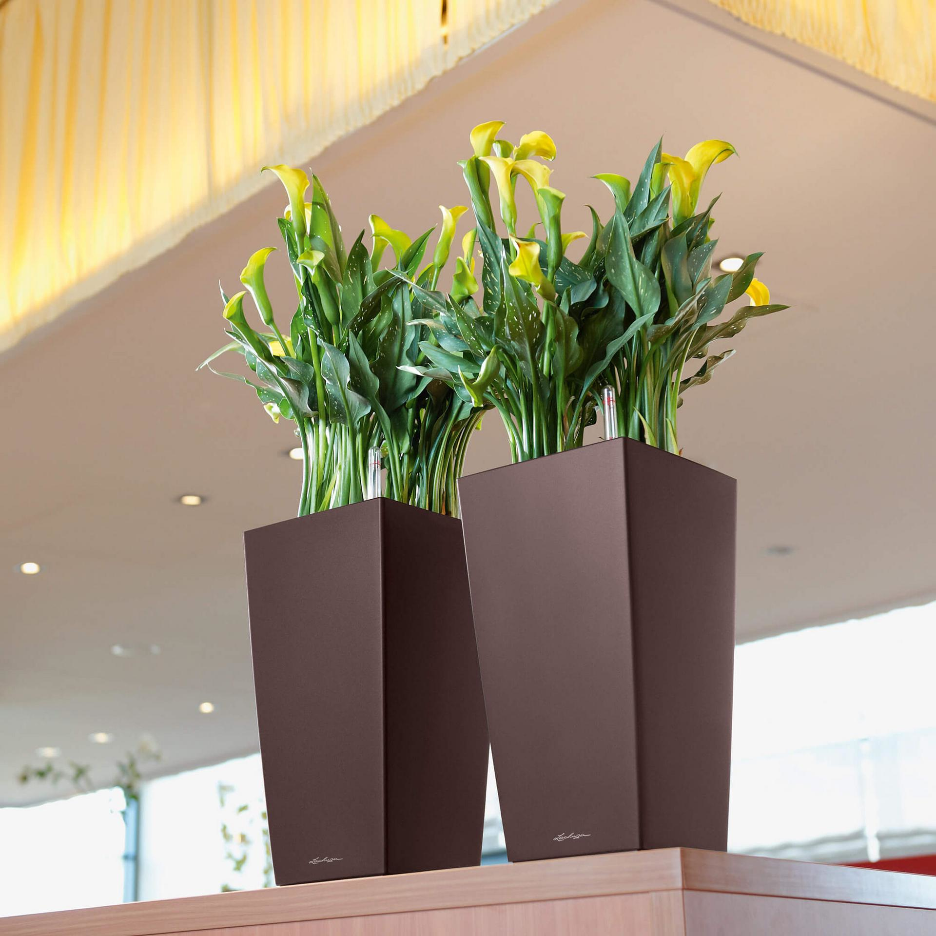 Zwei Pflanzen mit gelben Blüten in braunen Töpfen. Hintergrund: Restaurant.