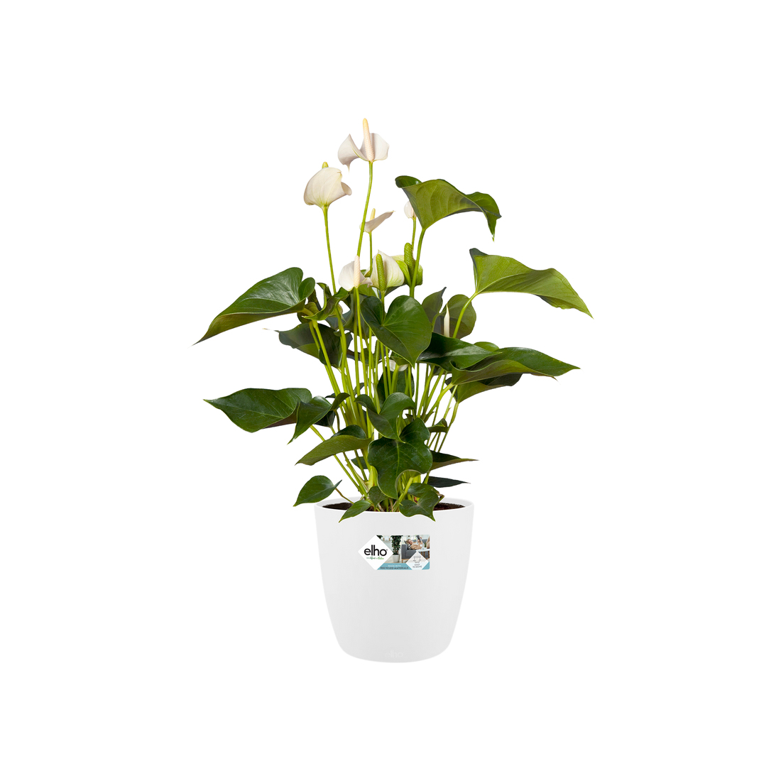 Witte bloempot met een groene plant met witte bloemen.