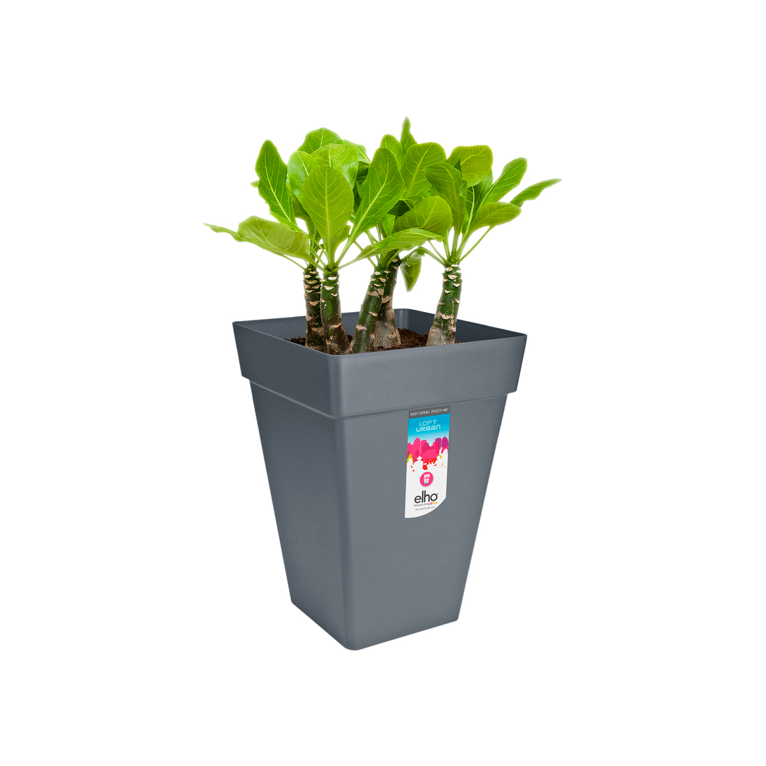 Szara kwadratowa donica z roślinami w środku. Jest na białym tle.