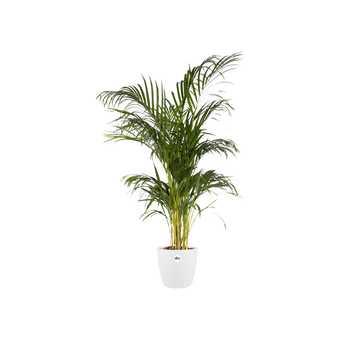 Een groene plant in een witte pot. Groene bladeren boven, witte achtergrond.