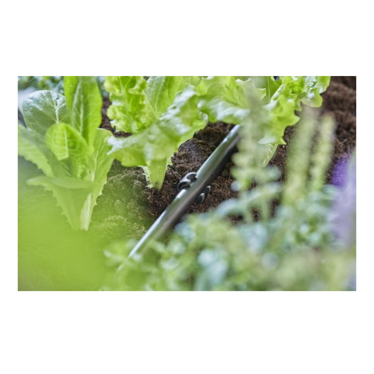 Ein schwarzes Rohr mit kleinen Löchern ist im Boden zwischen grünen Pflanzen vergraben.