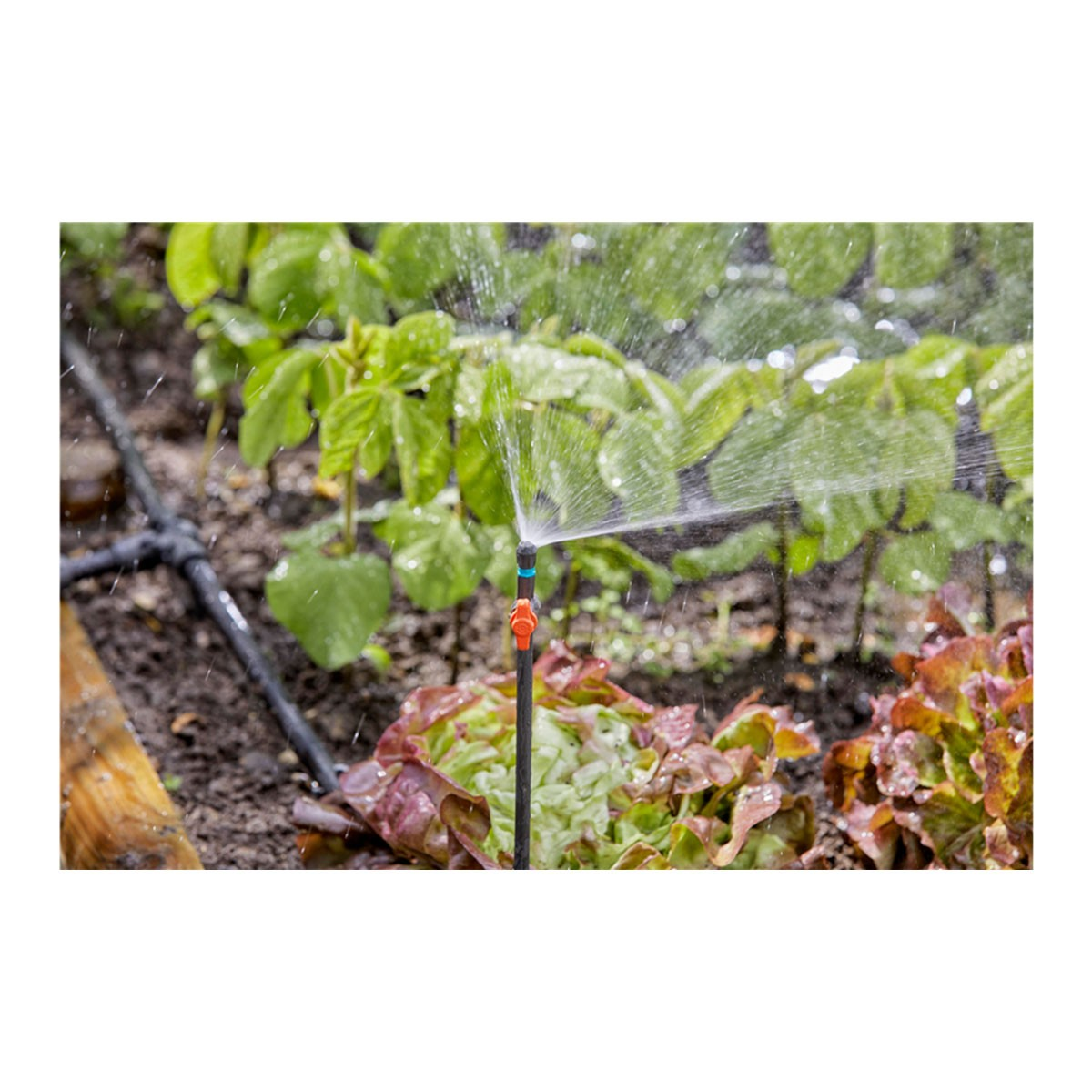 Un aspersor rociando agua en un jardín con plantas.
