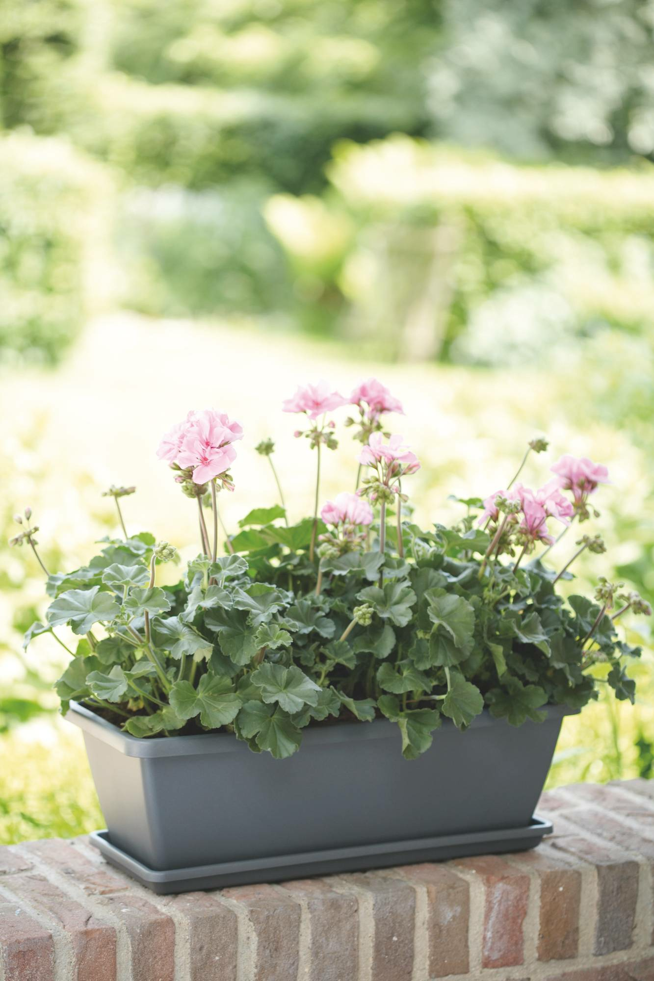 Różowe kwiaty w szarej donicy na ceglanym murze z zielenią w tle.