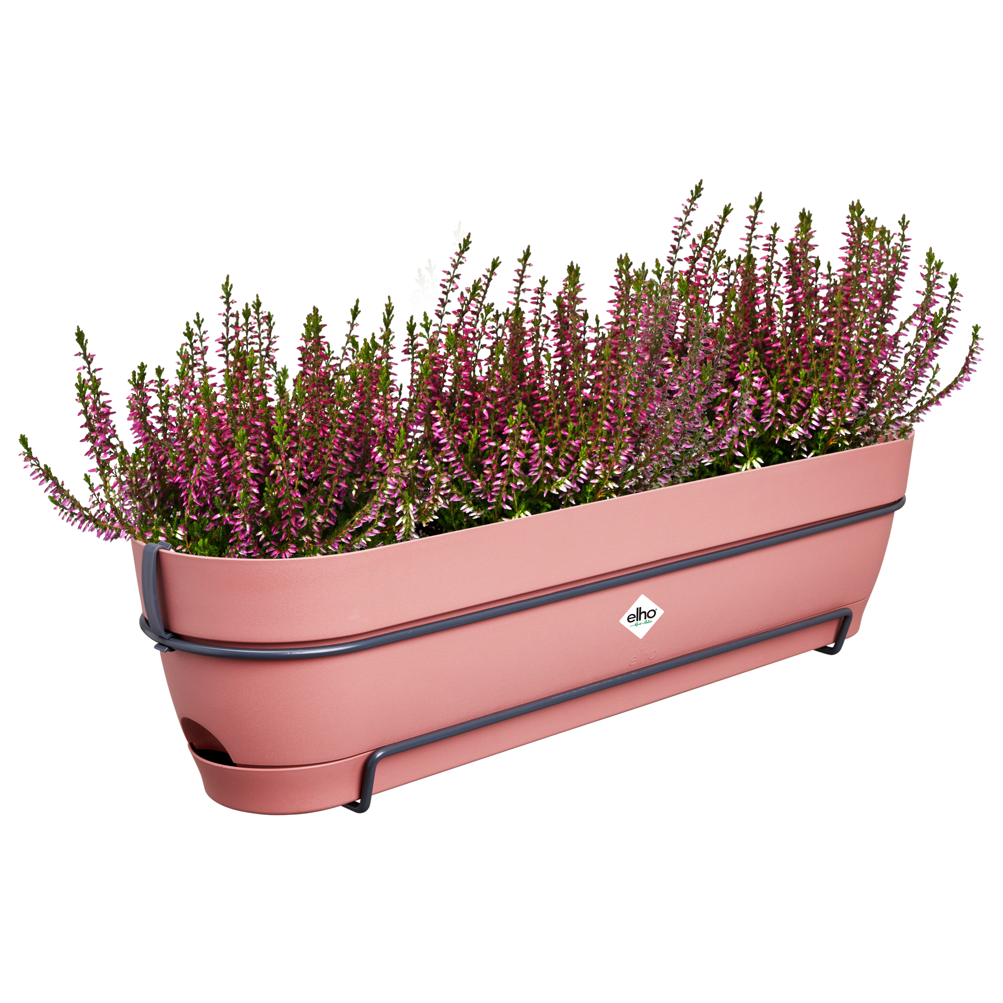 Różowa donica balkonowa z fioletowymi kwiatami i czarną metalową ramą. Widoczna marka „elho”.