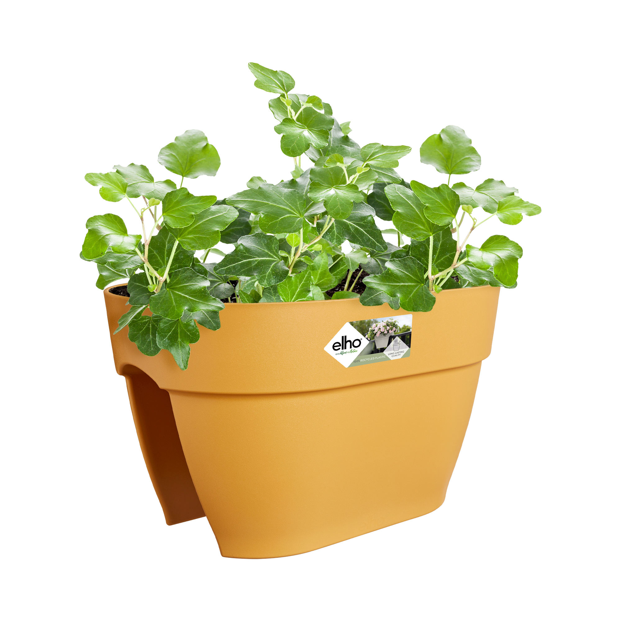 Musztardowa donica z bluszczem. Zielone liście. Białe tło.