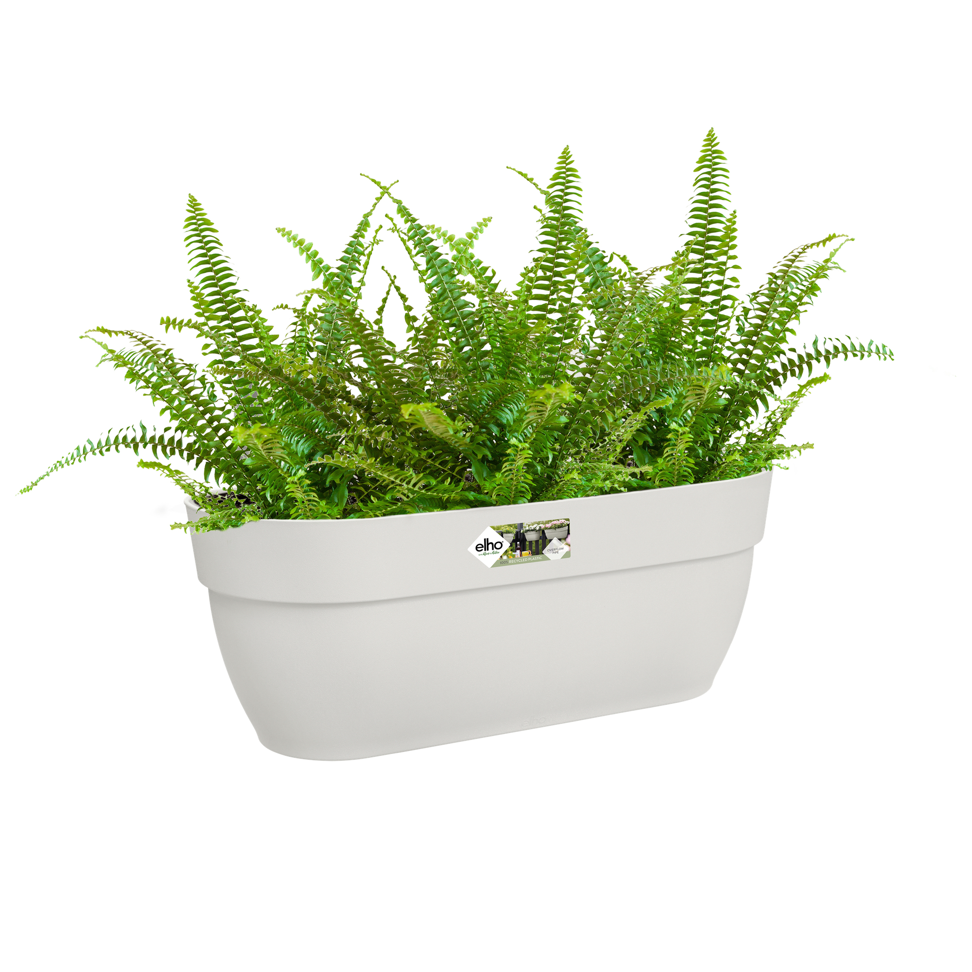 Biała prostokątna donica z zielonymi paprociami. Na białym tle. Logo Elho z przodu.