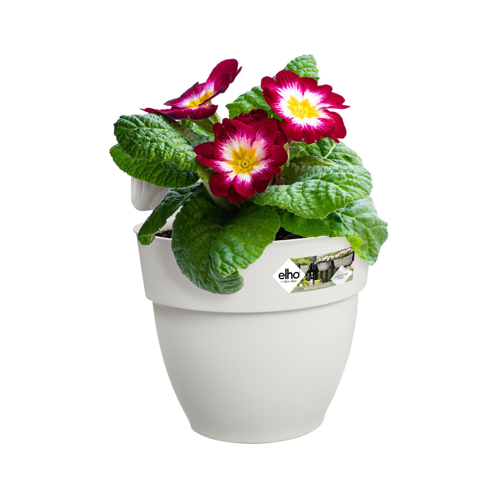 Biała doniczka z czerwono-żółtymi kwiatami i zielonymi liśćmi.