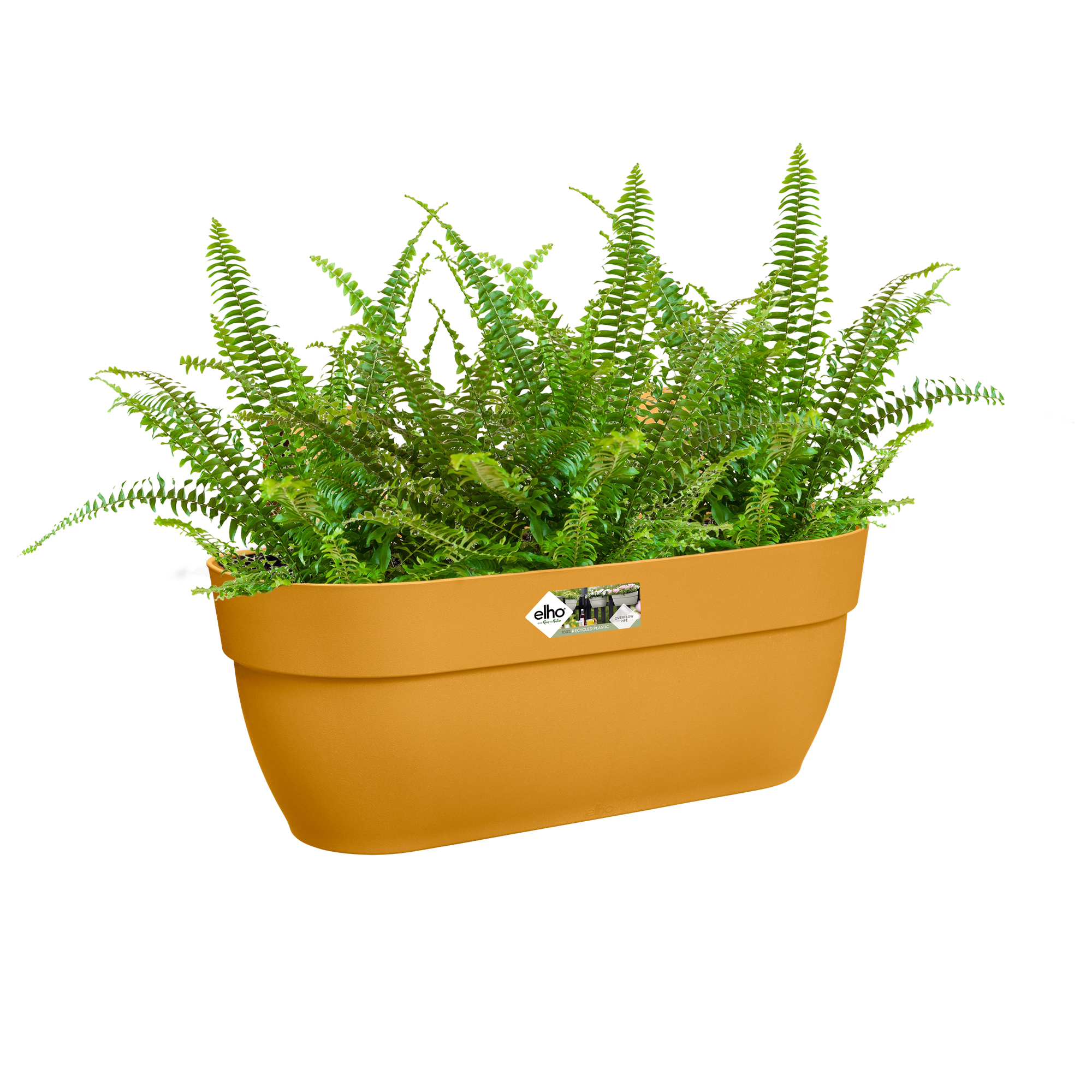 Żółta donica z zielonymi paprociami.