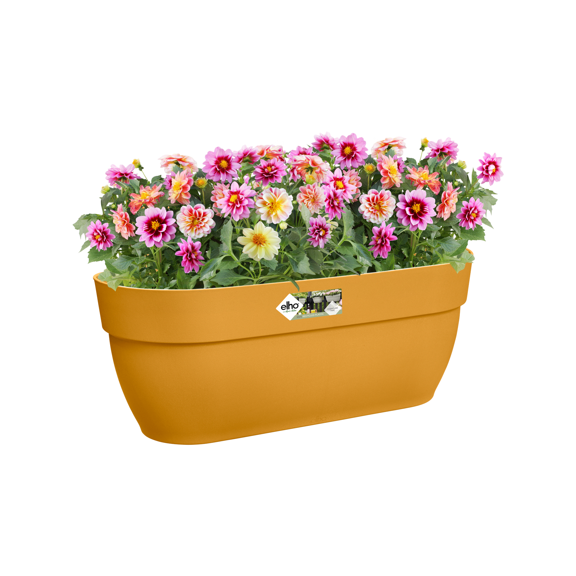 Pomarańczowa prostokątna donica z kolorowymi kwiatami. Białe tło.