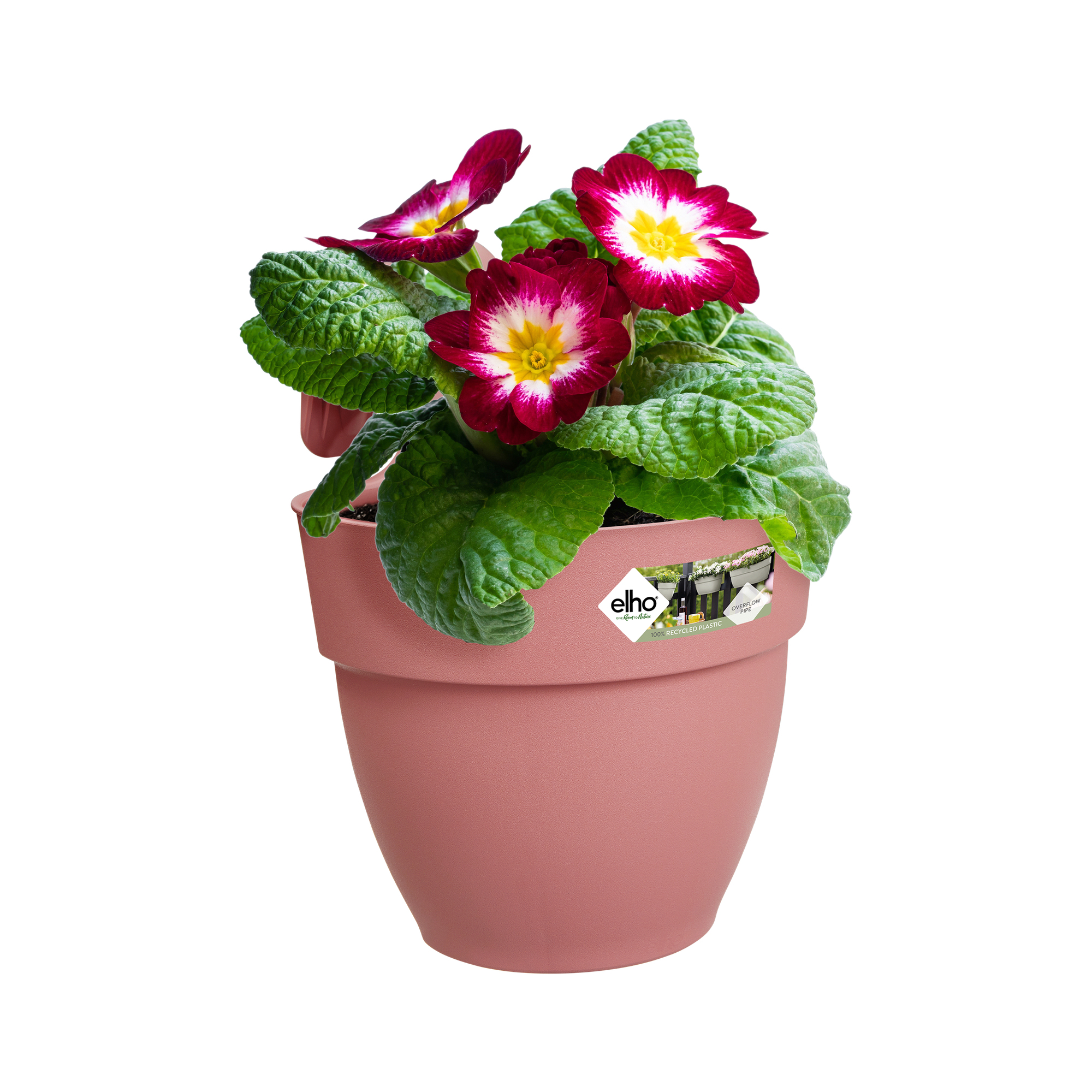 Różowa donica z czerwonymi i żółtymi kwiatami. Białe tło.