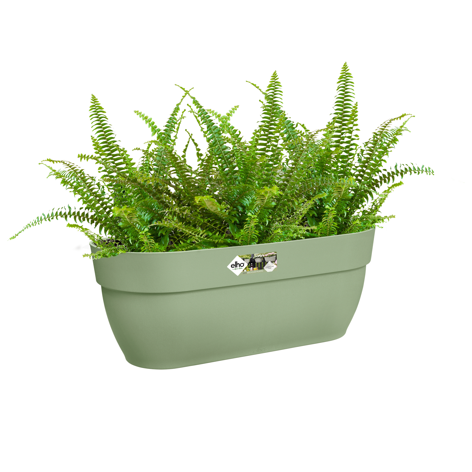 Zielona donica wypełniona paprociami. Logo Elho jest widoczne.