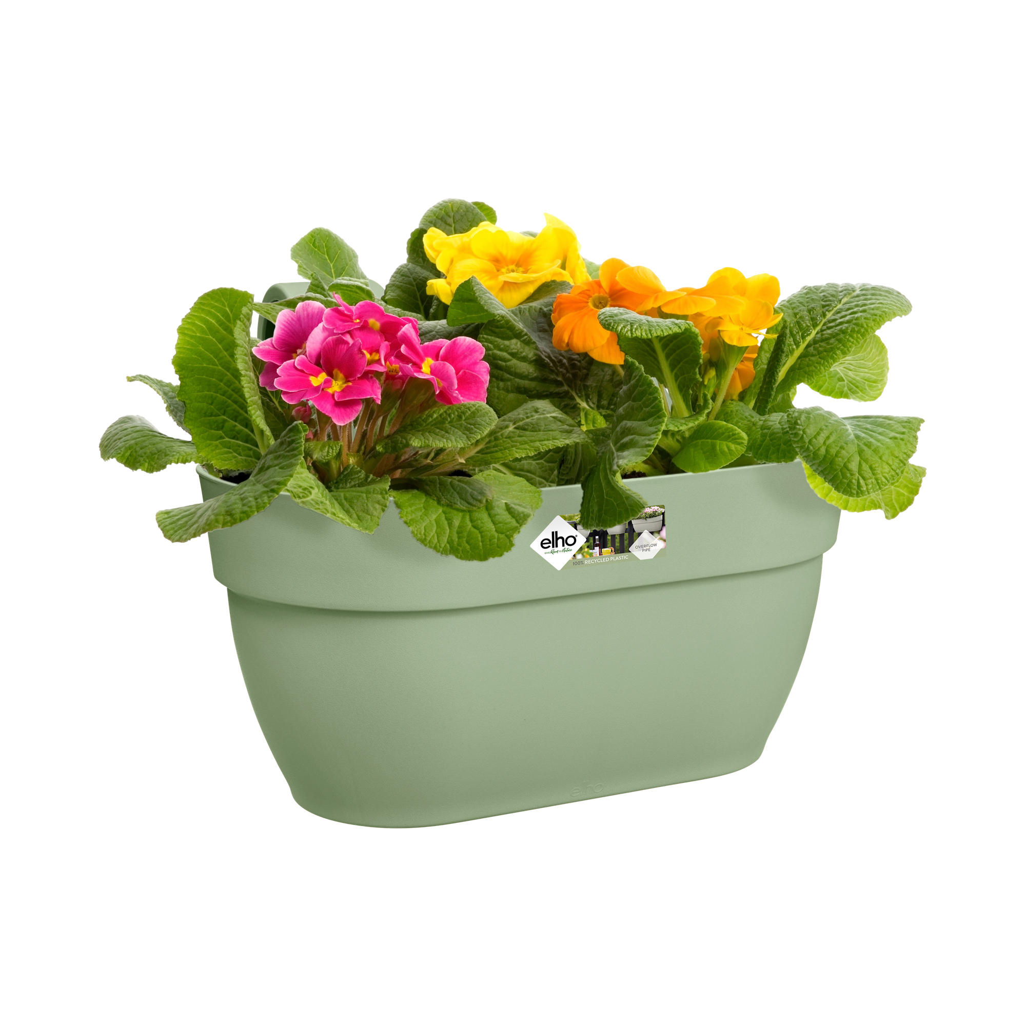 Jasnozielona donica wisząca z żółtymi i różowymi kwiatami. Białe tło.