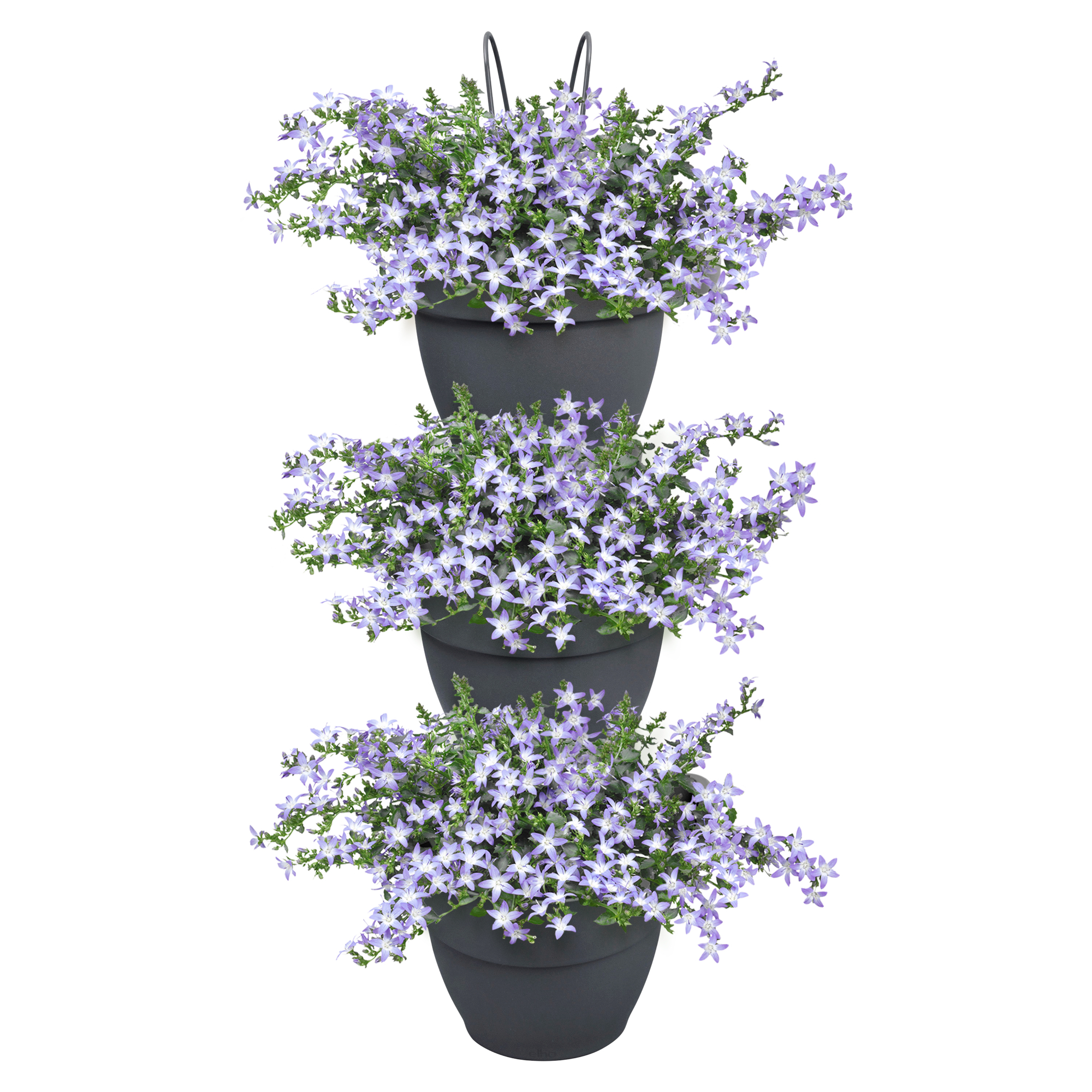 Trzy ułożone szare donice z fioletowymi kwiatami. Białe tło.