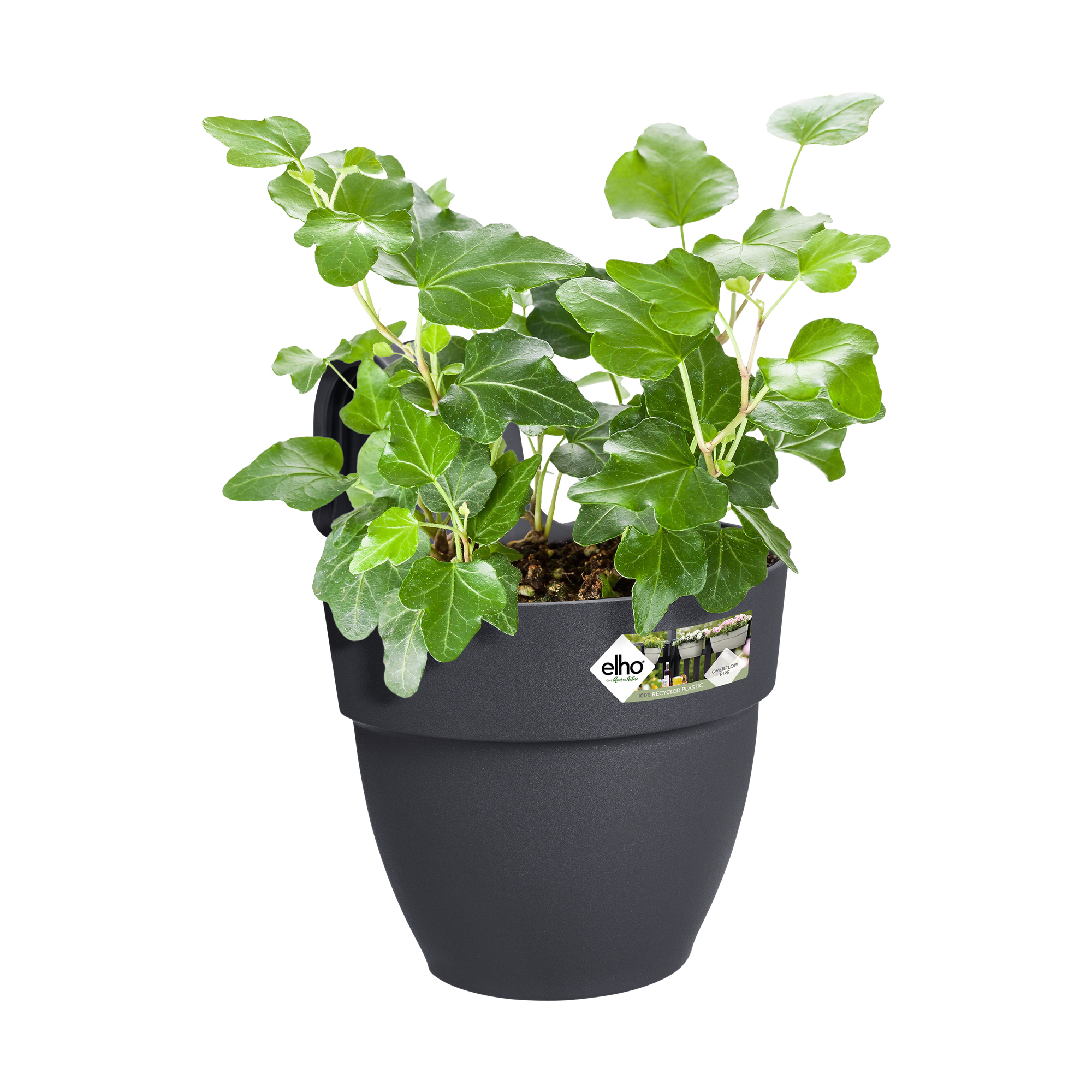 Ciemnoszary garnek z zielonym bluszczem. Białe tło.