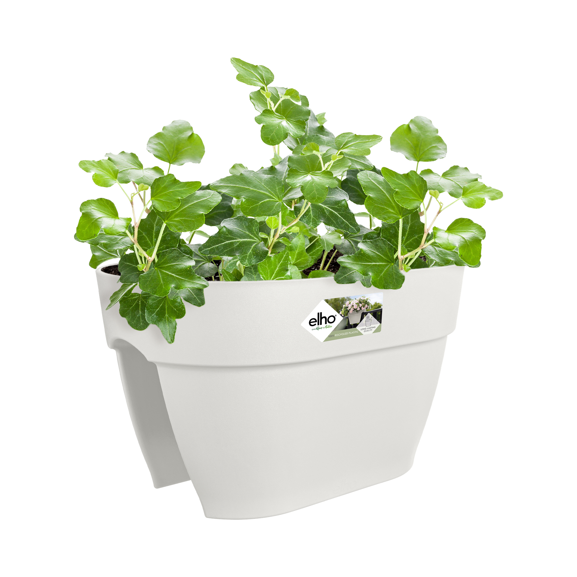 Biała donica z zieloną rośliną, bluszczem, na białym tle.