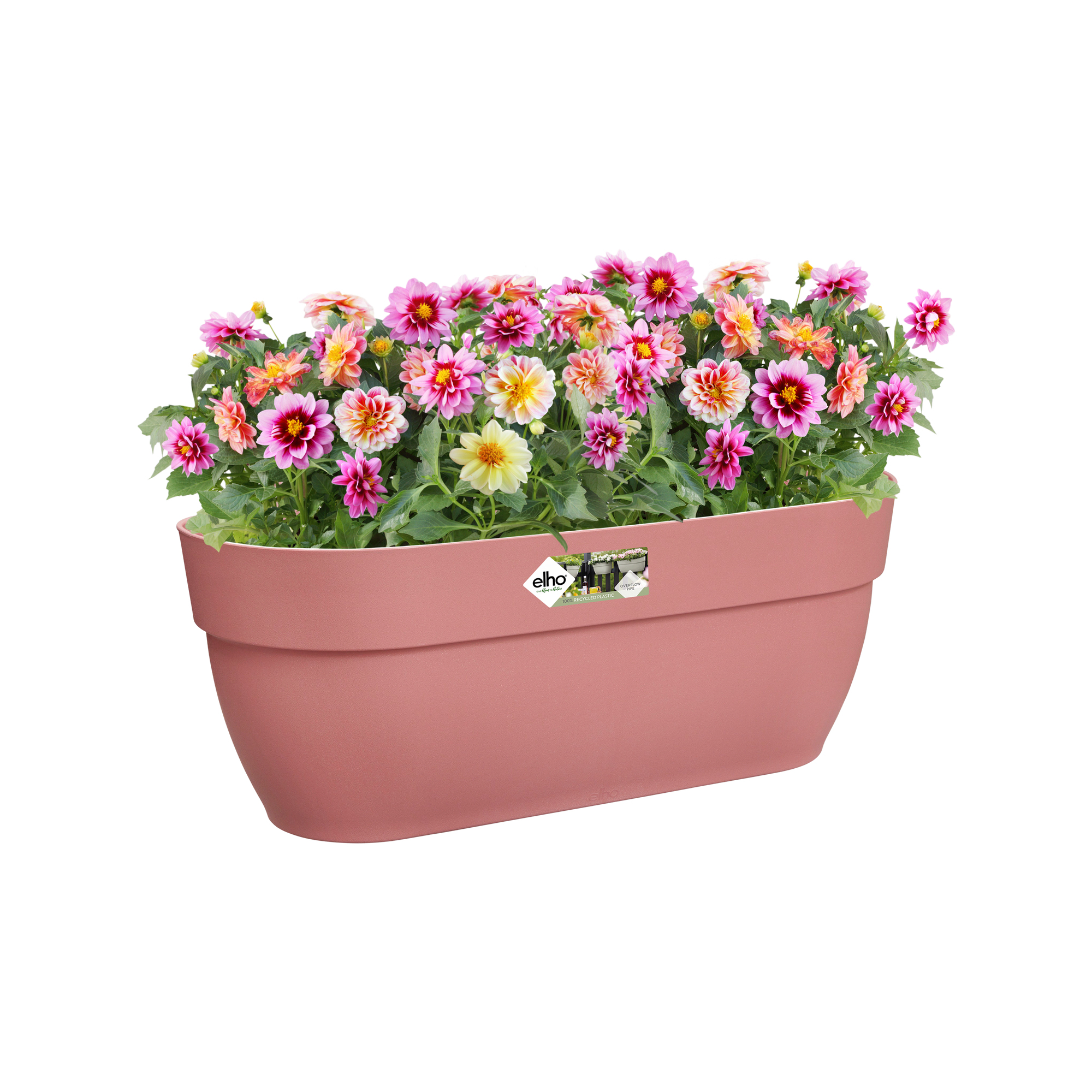 Różowa donica wypełniona kolorowymi kwiatami. Białe tło.