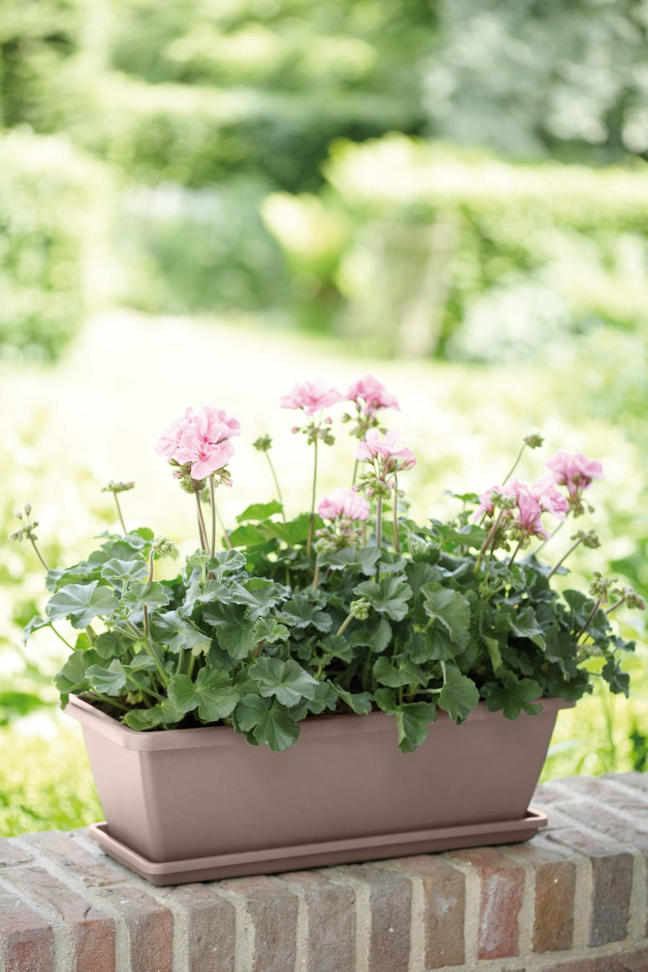 Una jardinera rectangular con flores de geranio rosa y una bandeja, sobre un muro de ladrillo.