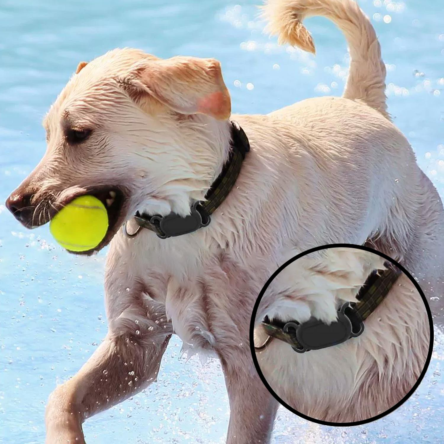 Un golden retriever bagnato, con collare nero, tiene in bocca una pallina da tennis gialla. Vista ravvicinata.