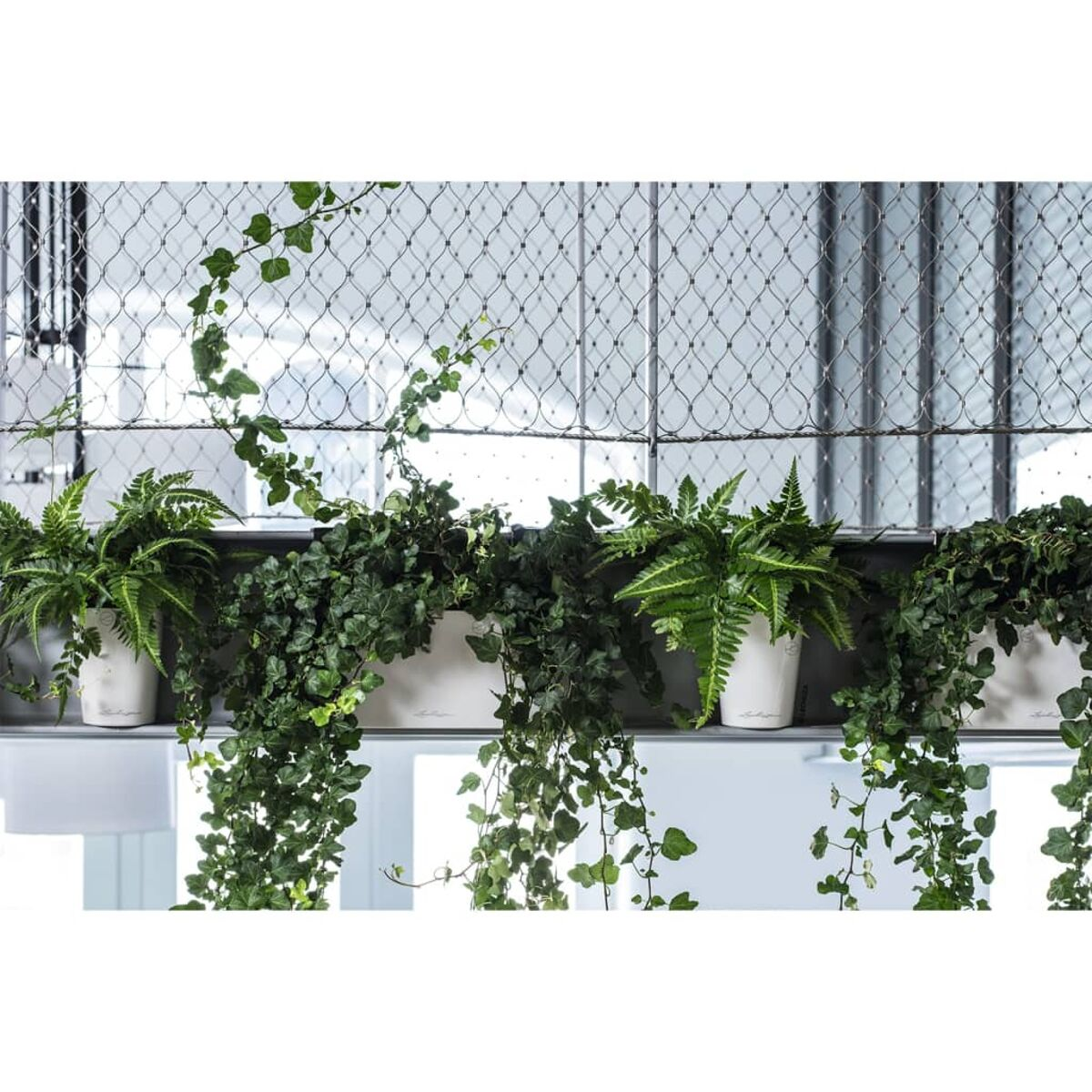 Plantes et lierre suspendus à l'intérieur d'un bâtiment.