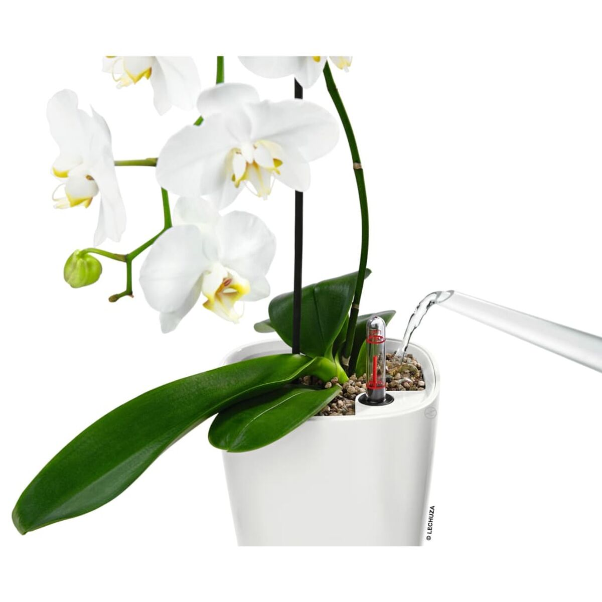 Orchidée blanche en pot, avec de l'eau versée. Fond blanc.