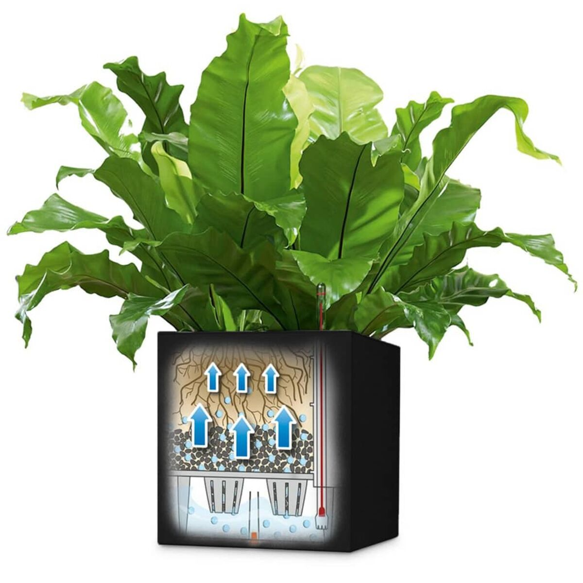 Une plante verte dans un pot carré noir, une coupe transversale montre le système d'arrosage.