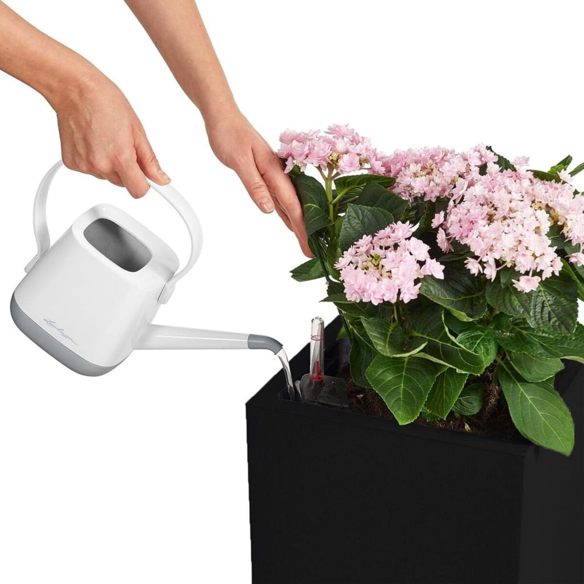 Femme arrosant des fleurs roses dans une jardinière noire avec un arrosoir blanc.