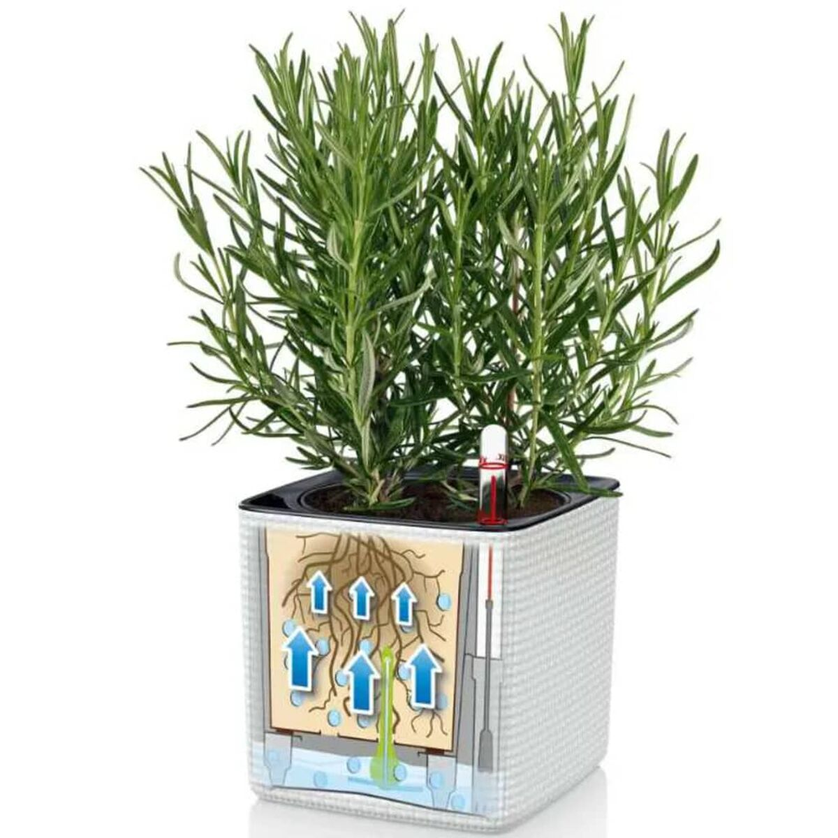 Un plant de romarin dans un pot carré blanc avec une vue en coupe des racines et du système d'arrosage.