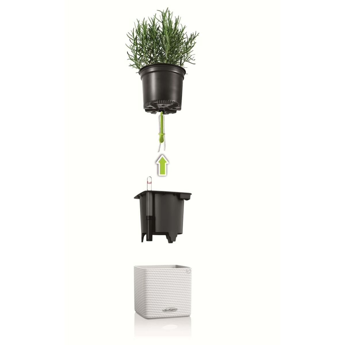 Une plante dans un pot noir, soulevée au-dessus d'un pot blanc. La flèche verte pointe vers le haut.