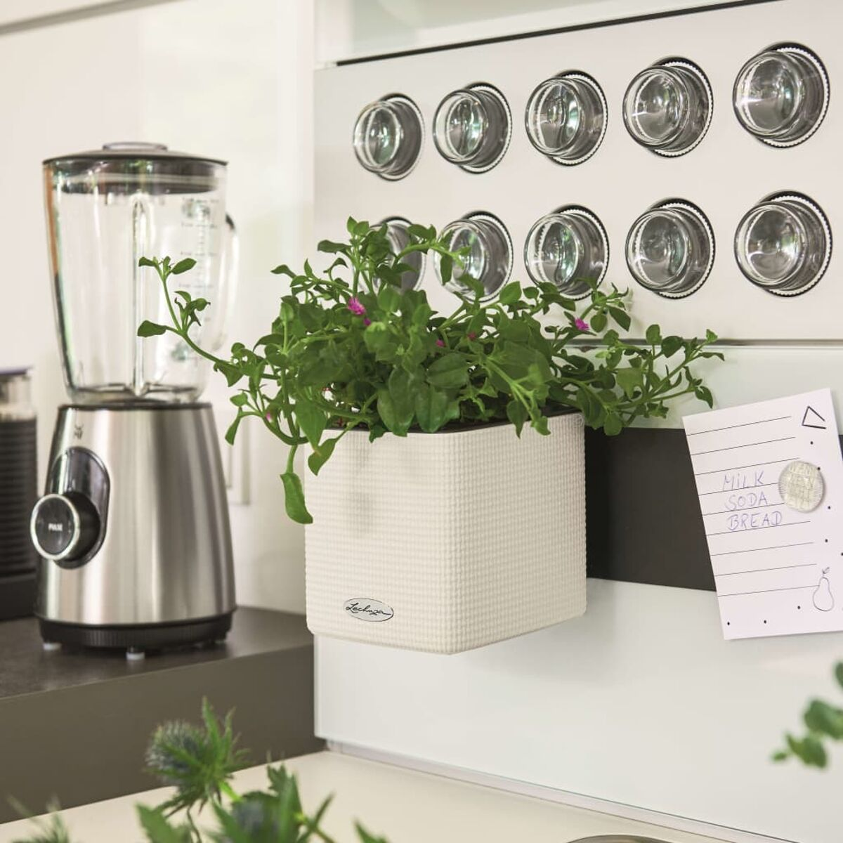 Un pot blanc avec une plante est sur un meuble de cuisine blanc. Un mixeur est à gauche.