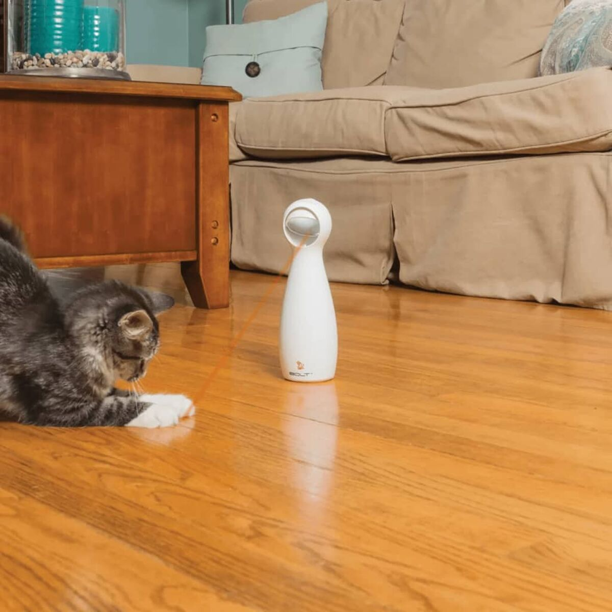 Un gatto concentrato su un puntatore laser bianco su un pavimento in legno, con un divano e un tavolo dietro.