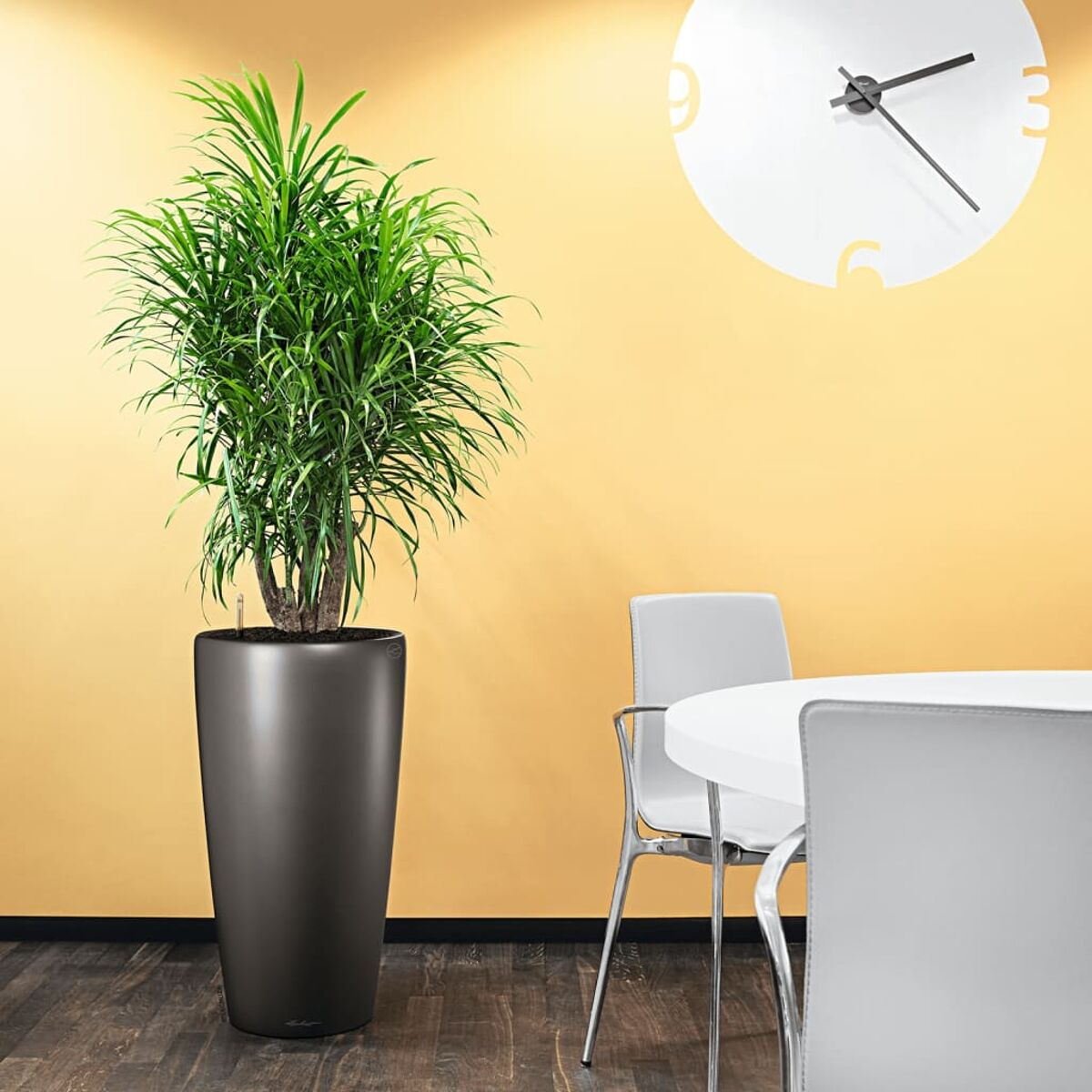 Hohe Zimmerpflanze in dunklem Topf. Gelbe Wand, weißer Tisch und Stühle im Hintergrund.